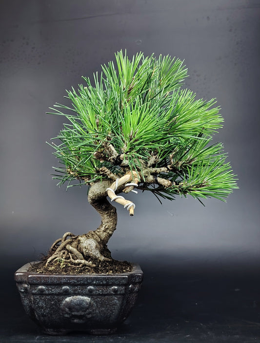 shohin bonsai JBP kuromatsu