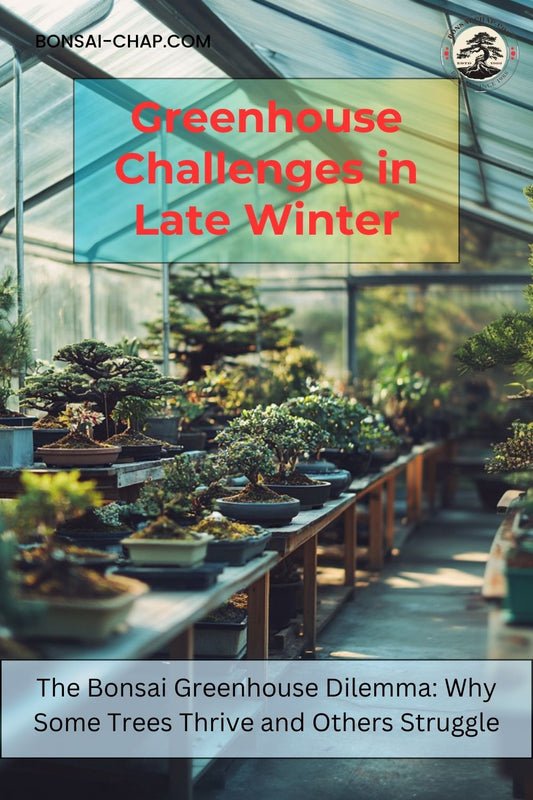Bonsai Greenhouse in late winter: Preventing Disease and Managing Temperature