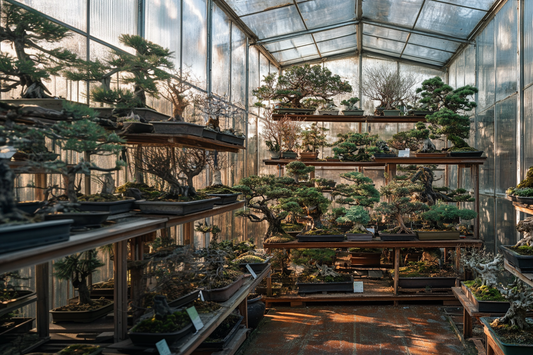 7 Essential Mid-Winter Bonsai Tasks to Keep Your Overwintered Trees Thriving