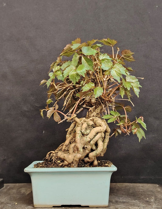 蔦 (Tsuta): Parthenocissus Tricuspidata: Un Tesoro per la tua Collezione Shohin Bonsai