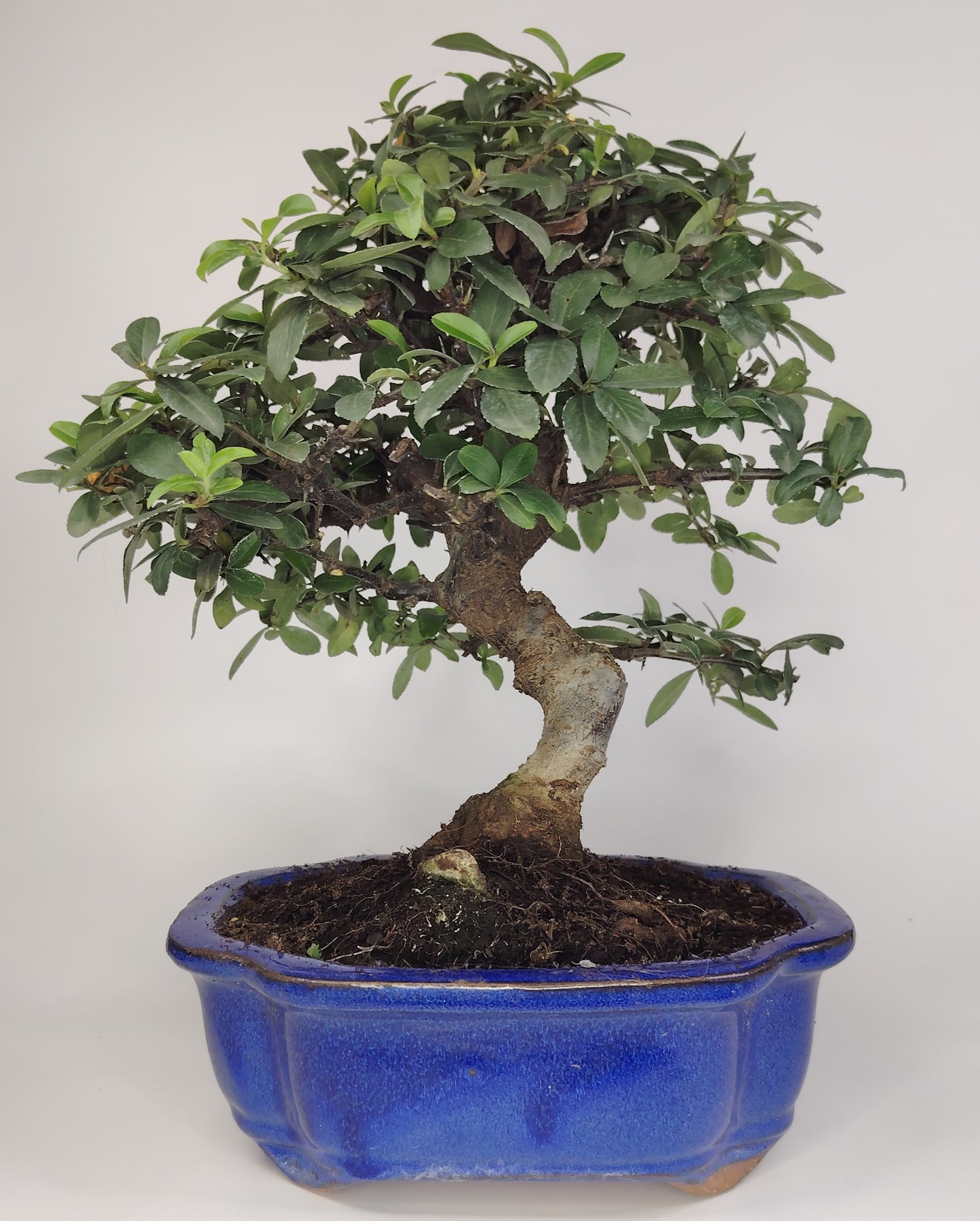 Bonsai Pyracantha coccinea (Hiironoki) 10 anni in vaso Yixing blu 20 cm - vista frontale
Nebari 7 cm bonsai Pyracantha coccinea - dettaglio radici
Vista laterale Pyracantha bonsai 36 cm - vaso Yixing blu
Dettaglio bacche rosse Pyracantha bonsai - vaso Yixing
Struttura ramificazione Pyracantha 10 anni - bonsai Hiironoki
bonsaitree