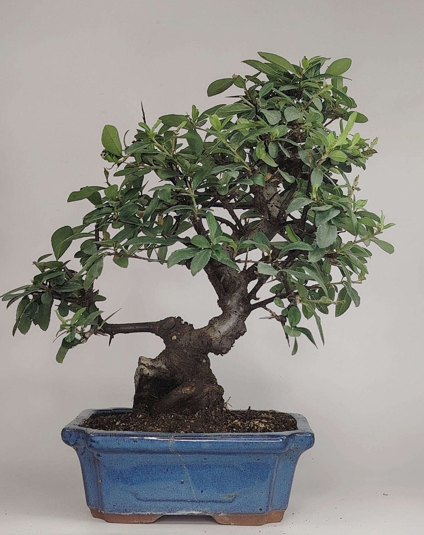 Bonsai Pyracantha coccinea (Hiironoki) 13 anni in vaso Yixing 18 cm - vista frontale
Nebari 8 cm Pyracantha bonsai - radici a vista vaso Yixing
Profilo laterale bonsai Pyracantha 36 cm - vaso 18 cm
Dettaglio bacche Pyracantha coccinea bonsai - Hiironoki bonsai
Vista dall'alto bonsai Pyracantha 13 anni - ramificazione compatta
piracanta