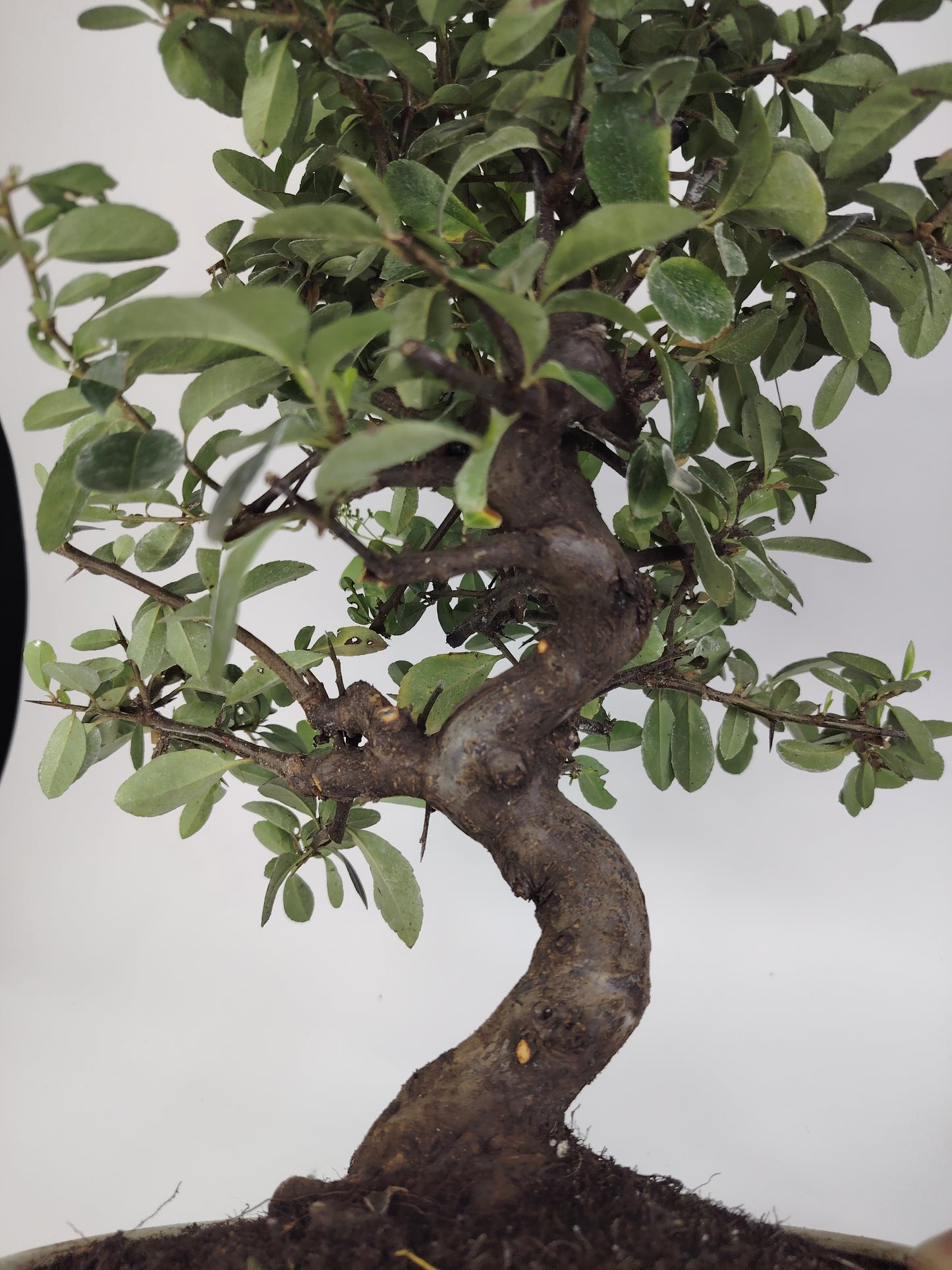 Bonsai Pyracantha coccinea (Hiironoki) 12 anni in vaso Yixing bianco ovale 21 cm - vista frontale
Nebari 8 cm Pyracantha bonsai - dettaglio radici e tronco
Pyracantha coccinea bonsai altezza 40 cm - profilo laterale
Vista superiore Pyracantha bonsai 12 anni vaso bianco Yixing