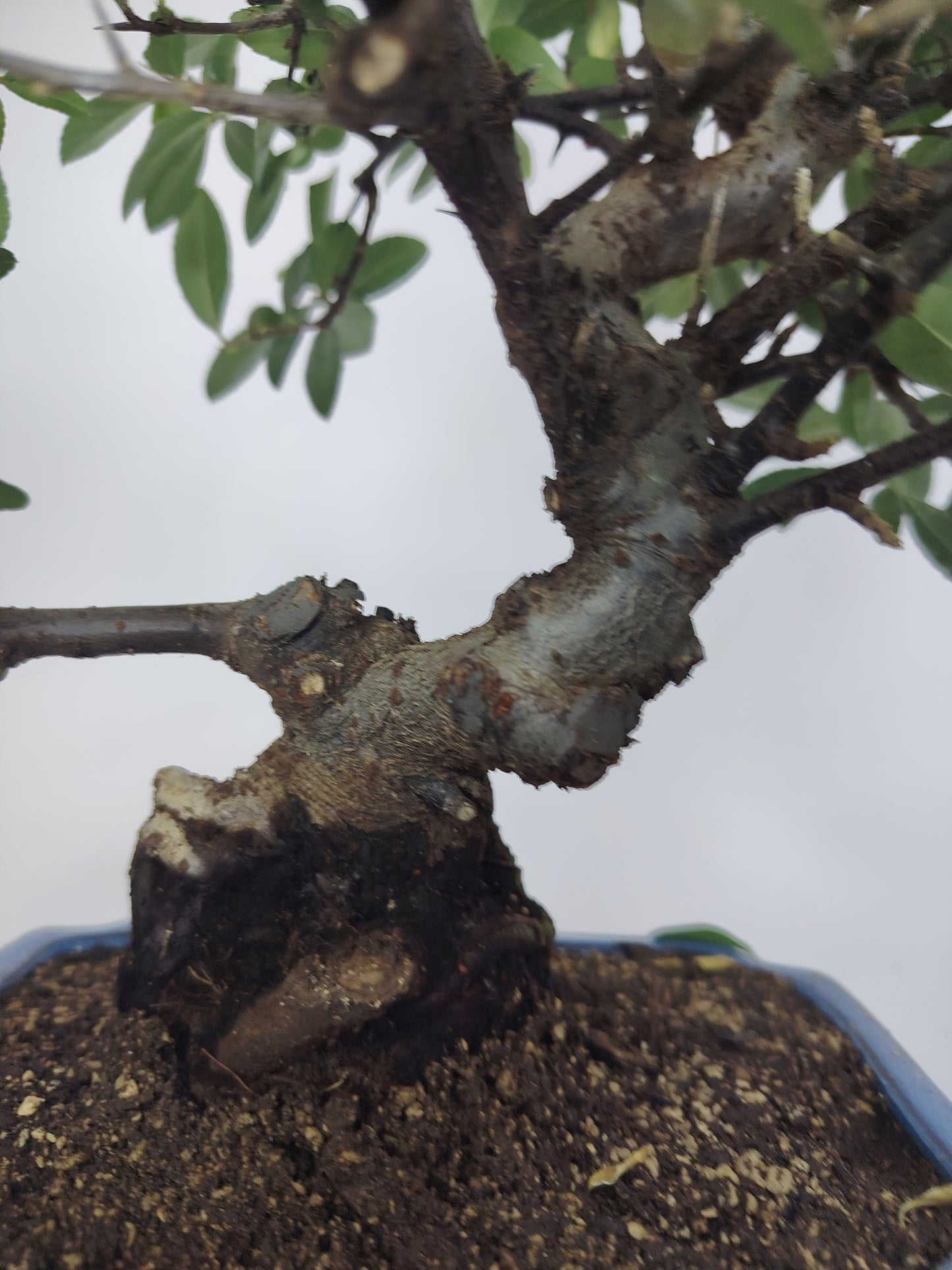 nebari takiagari Bonsai Pyracantha coccinea (Hiironoki) 13 anni in vaso Yixing 18 cm - vista frontale
Nebari 8 cm Pyracantha bonsai - radici a vista vaso Yixing
Profilo laterale bonsai Pyracantha 36 cm - vaso 18 cm
Dettaglio bacche Pyracantha coccinea bonsai - Hiironoki bonsai
Vista dall'alto bonsai Pyracantha 13 anni - ramificazione compatta