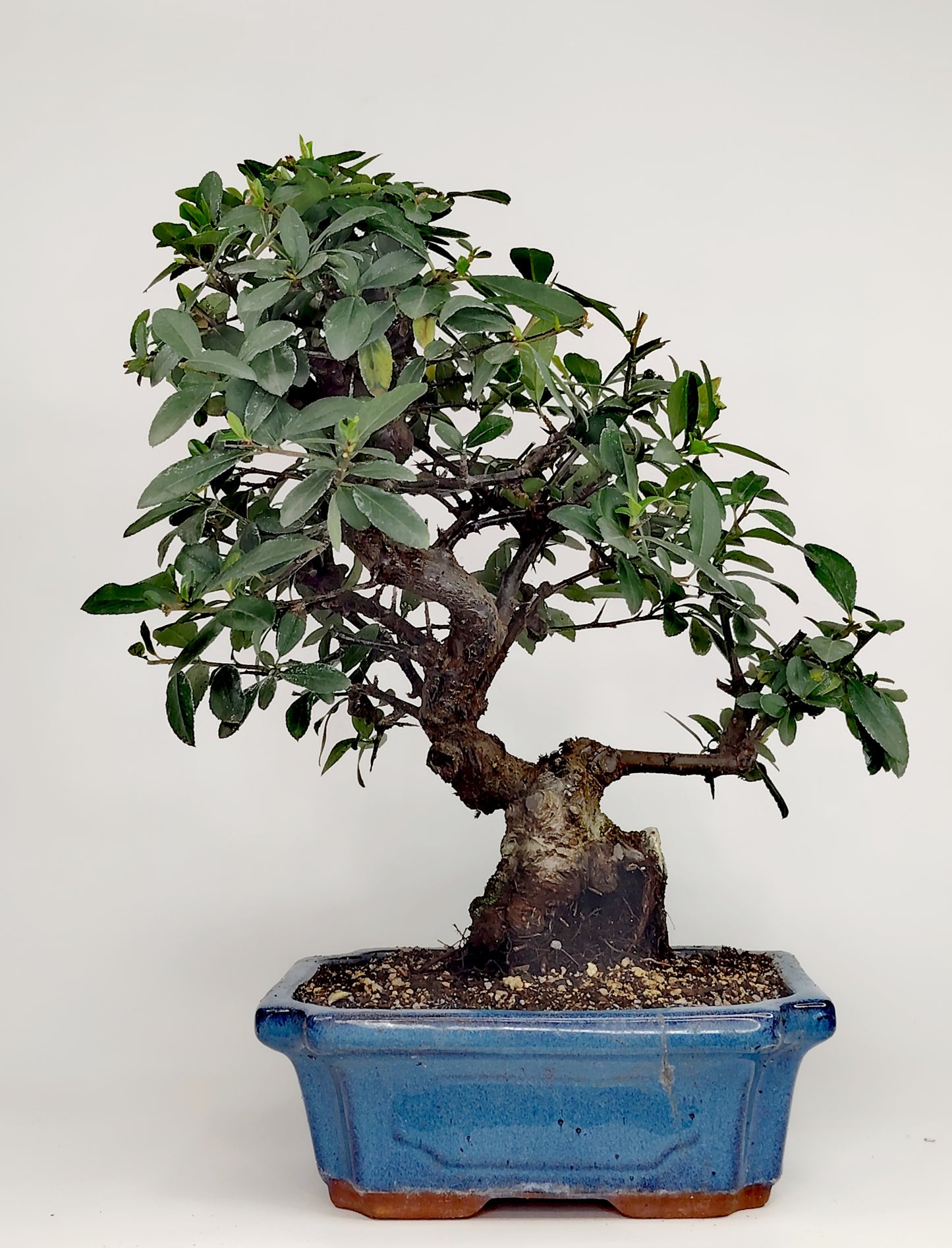 Bonsai Pyracantha coccinea (Hiironoki) 13 anni in vaso Yixing 18 cm - vista frontale
Nebari 8 cm Pyracantha bonsai - radici a vista vaso Yixing
Profilo laterale bonsai Pyracantha 36 cm - vaso 18 cm
Dettaglio bacche Pyracantha coccinea bonsai - Hiironoki bonsai
Vista dall'alto bonsai Pyracantha 13 anni - ramificazione compatta