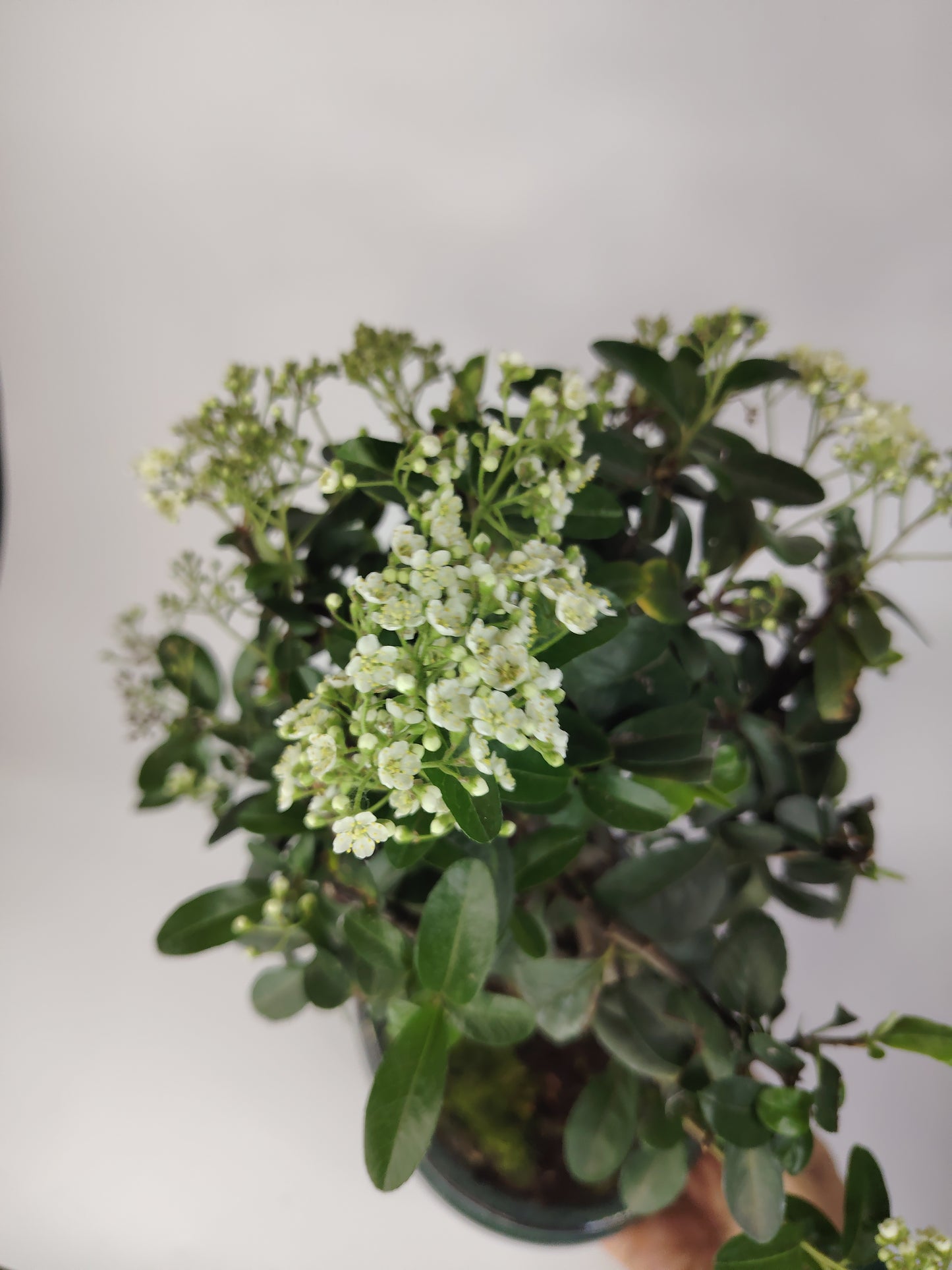 bonsai fiori bonsai flowers pyracantha flowers fiori di piracanta