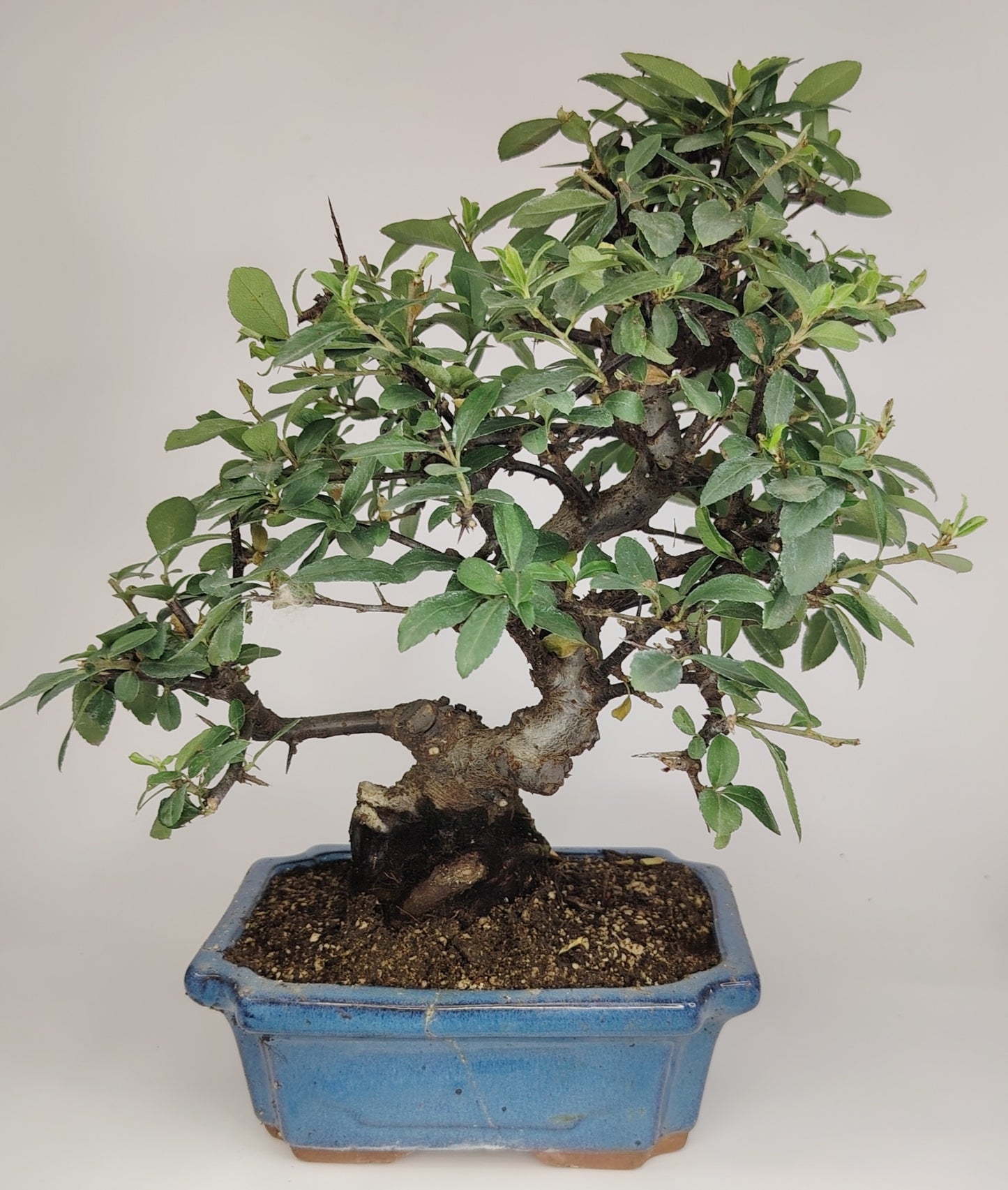 bonsai di Bonsai Pyracantha coccinea (Hiironoki) 13 anni in vaso Yixing 18 cm - vista frontale
Nebari 8 cm Pyracantha bonsai - radici a vista vaso Yixing
Profilo laterale bonsai Pyracantha 36 cm - vaso 18 cm
Dettaglio bacche Pyracantha coccinea bonsai - Hiironoki bonsai
Vista dall'alto bonsai Pyracantha 13 anni - ramificazione compatta