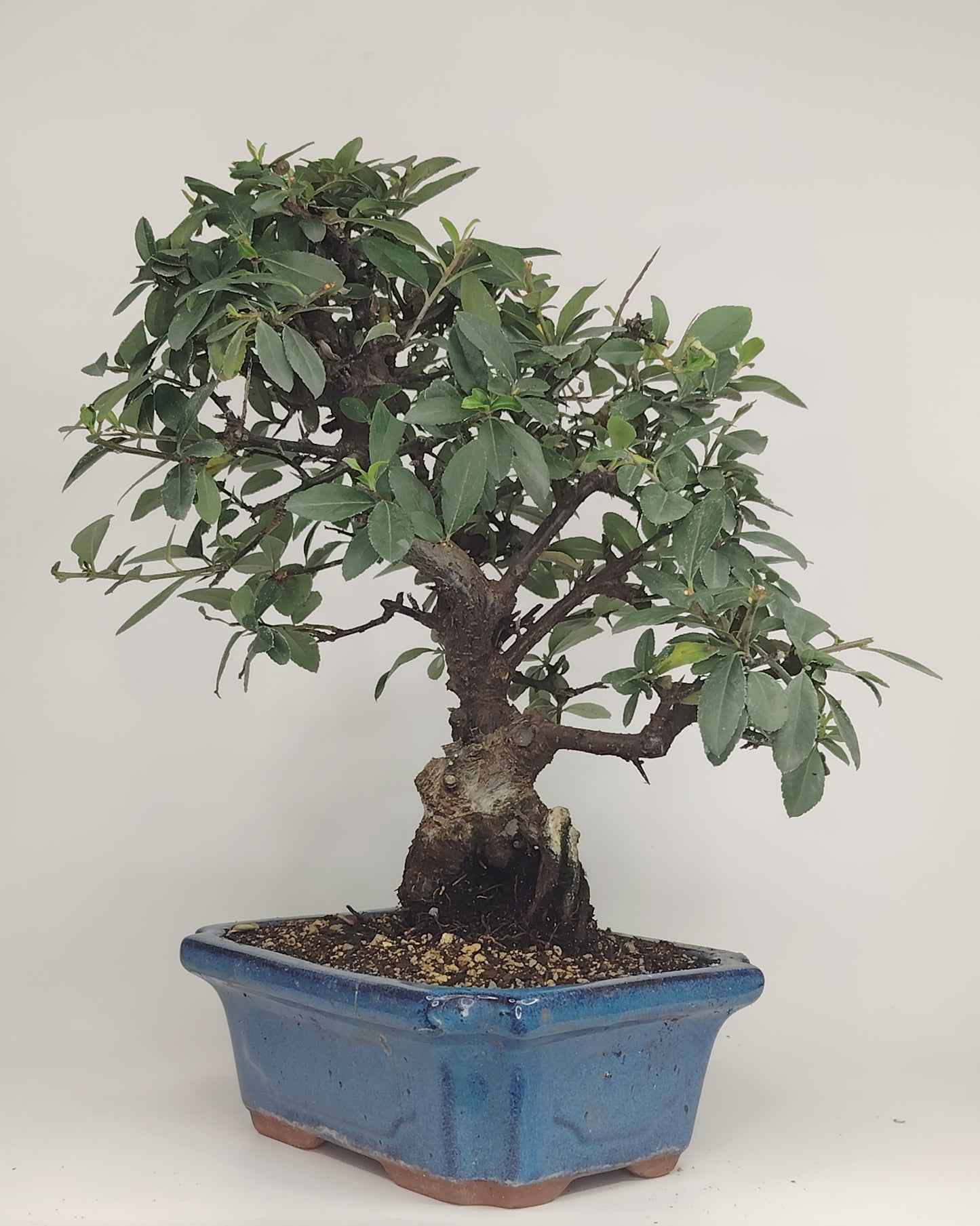 Bonsai Pyracantha coccinea (Hiironoki) 13 anni in vaso Yixing 18 cm - vista frontale
Nebari 8 cm Pyracantha bonsai - radici a vista vaso Yixing
Profilo laterale bonsai Pyracantha 36 cm - vaso 18 cm
Dettaglio bacche Pyracantha coccinea bonsai - Hiironoki bonsai
Vista dall'alto bonsai Pyracantha 13 anni - ramificazione compatta
bonsai pyracanta
