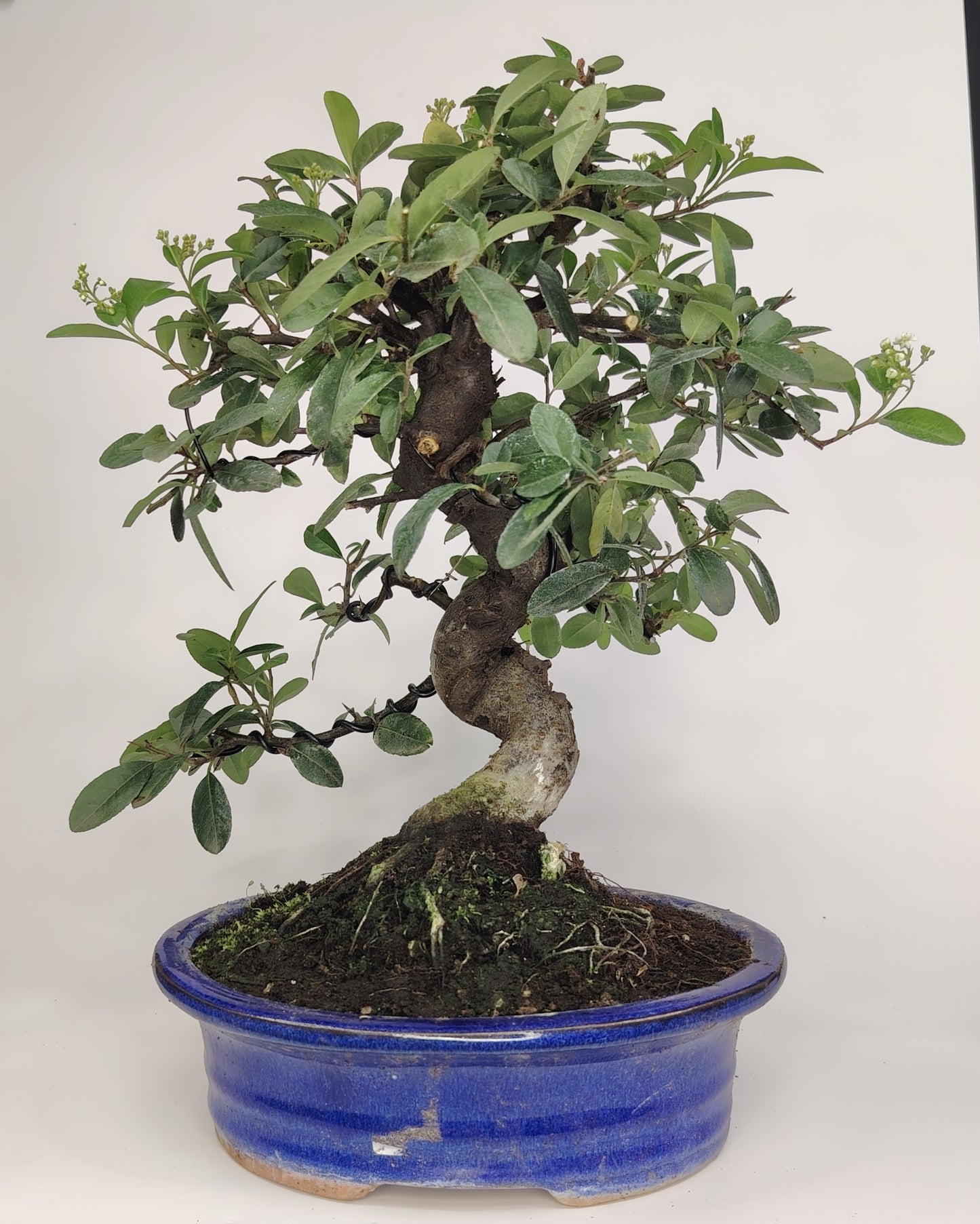 Bonsai Pyracantha coccinea (Hiironoki) 11 anni in vaso Yixing 20,5 cm - vista frontale
Nebari largo 12 cm Pyracantha bonsai - dettaglio radici esposte
Vista laterale bonsai Pyracantha 38 cm altezza totale - vaso Yixing
Dettaglio tronco e bacche Pyracantha coccinea bonsai Hiironoki