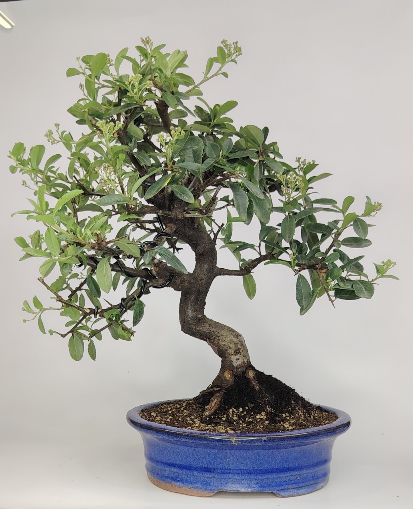Bonsai Pyracantha coccinea (Hiironoki) 10 anni in vaso Yixing 20,5 cm - vista frontale
Dettaglio tronco Pyracantha coccinea bonsai con bacche rosse - bonsai Hiironoki
Pyracantha bonsai 10 anni altezza 39 cm - profilo laterale in vaso Yixing
Vista dall'alto del bonsai Pyracantha (Hiironoki) - struttura ramificazione
Dettaglio vaso Yixing con piede 8 cm - Pyracantha coccinea bonsai