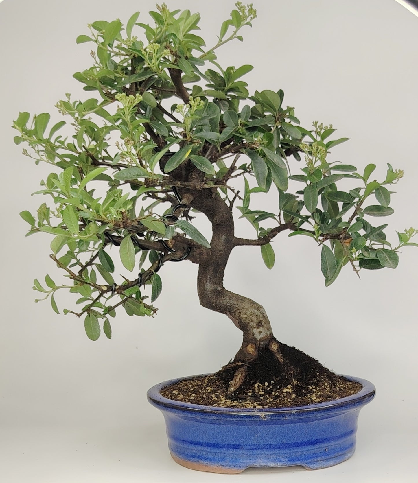 Bonsai Pyracantha coccinea (Hiironoki) 10 anni in vaso Yixing 20,5 cm - vista frontale
Dettaglio tronco Pyracantha coccinea bonsai con bacche rosse - bonsai Hiironoki
Pyracantha bonsai 10 anni altezza 39 cm - profilo laterale in vaso Yixing
Vista dall'alto del bonsai Pyracantha (Hiironoki) - struttura ramificazione
Dettaglio vaso Yixing con piede 8 cm - Pyracantha coccinea bonsai