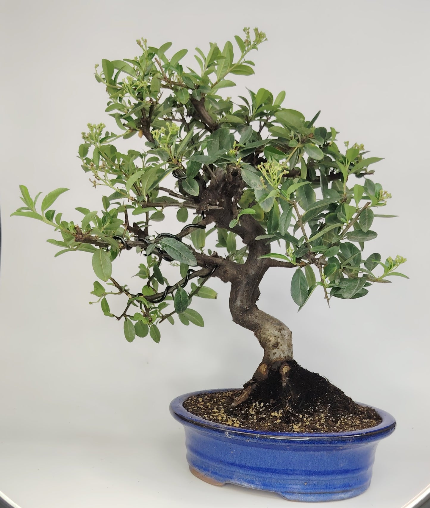 Bonsai Pyracantha coccinea (Hiironoki) 10 anni in vaso Yixing 20,5 cm - vista frontale
Dettaglio tronco Pyracantha coccinea bonsai con bacche rosse - bonsai Hiironoki
Pyracantha bonsai 10 anni altezza 39 cm - profilo laterale in vaso Yixing
Vista dall'alto del bonsai Pyracantha (Hiironoki) - struttura ramificazione
Dettaglio vaso Yixing con piede 8 cm - Pyracantha coccinea bonsai
