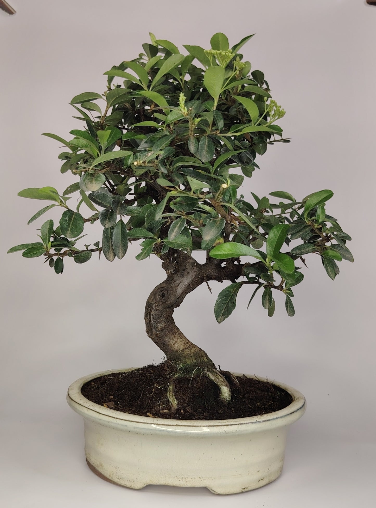 Bonsai Pyracantha coccinea (Hiironoki) 12 anni in vaso Yixing bianco ovale 21 cm - vista frontale
Nebari 8 cm Pyracantha bonsai - dettaglio radici e tronco
Pyracantha coccinea bonsai altezza 40 cm - profilo laterale
Vista superiore Pyracantha bonsai 12 anni vaso bianco Yixing
Dettaglio vaso firethorn Yixing bianco con bonsai Pyracantha coccinea
bonsai for sale