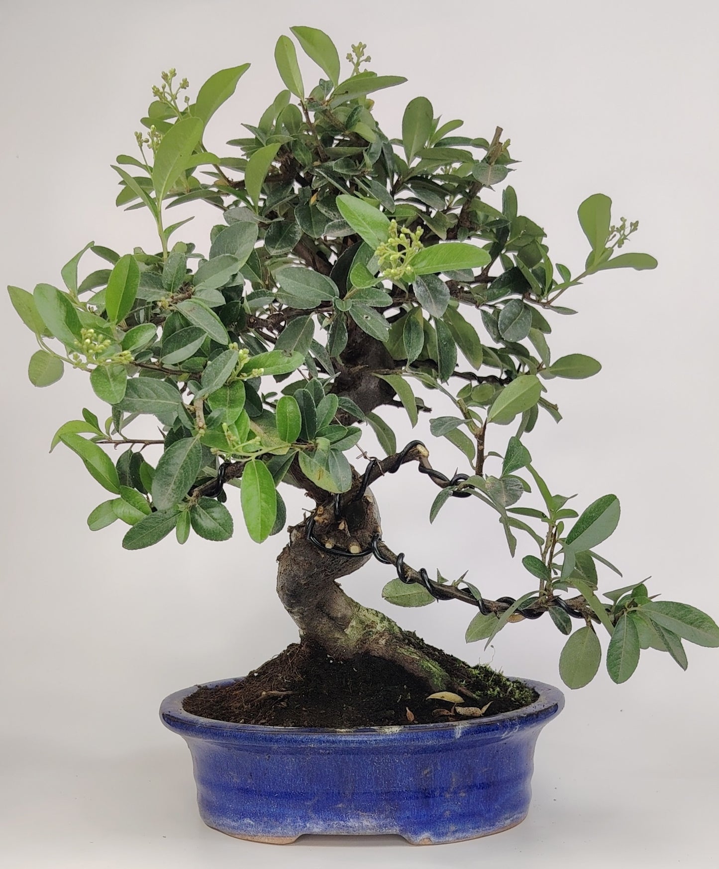 Bonsai Pyracantha coccinea (Hiironoki) 11 anni in vaso Yixing 20,5 cm - vista frontale
Nebari largo 12 cm Pyracantha bonsai - dettaglio radici esposte
Vista laterale bonsai Pyracantha 38 cm altezza totale - vaso Yixing
Dettaglio tronco e bacche Pyracantha coccinea bonsai Hiironoki