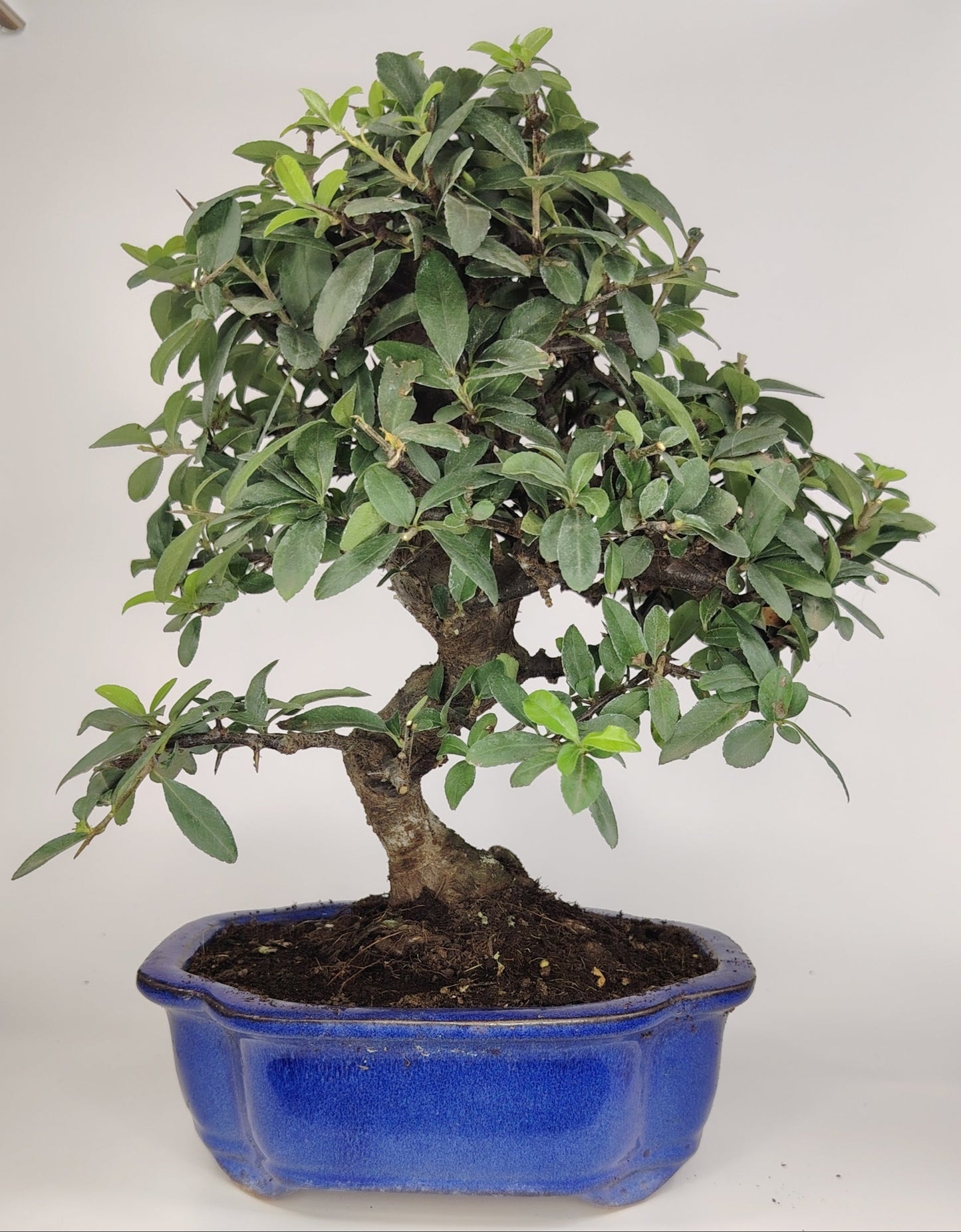 Bonsai Pyracantha coccinea (Hiironoki) 10 anni in vaso Yixing blu 20 cm - vista frontale
Nebari 7 cm bonsai Pyracantha coccinea - dettaglio radici
Vista laterale Pyracantha bonsai 36 cm - vaso Yixing blu
Dettaglio bacche rosse Pyracantha bonsai - vaso Yixing
Struttura ramificazione Pyracantha 10 anni - bonsai Hiironoki
