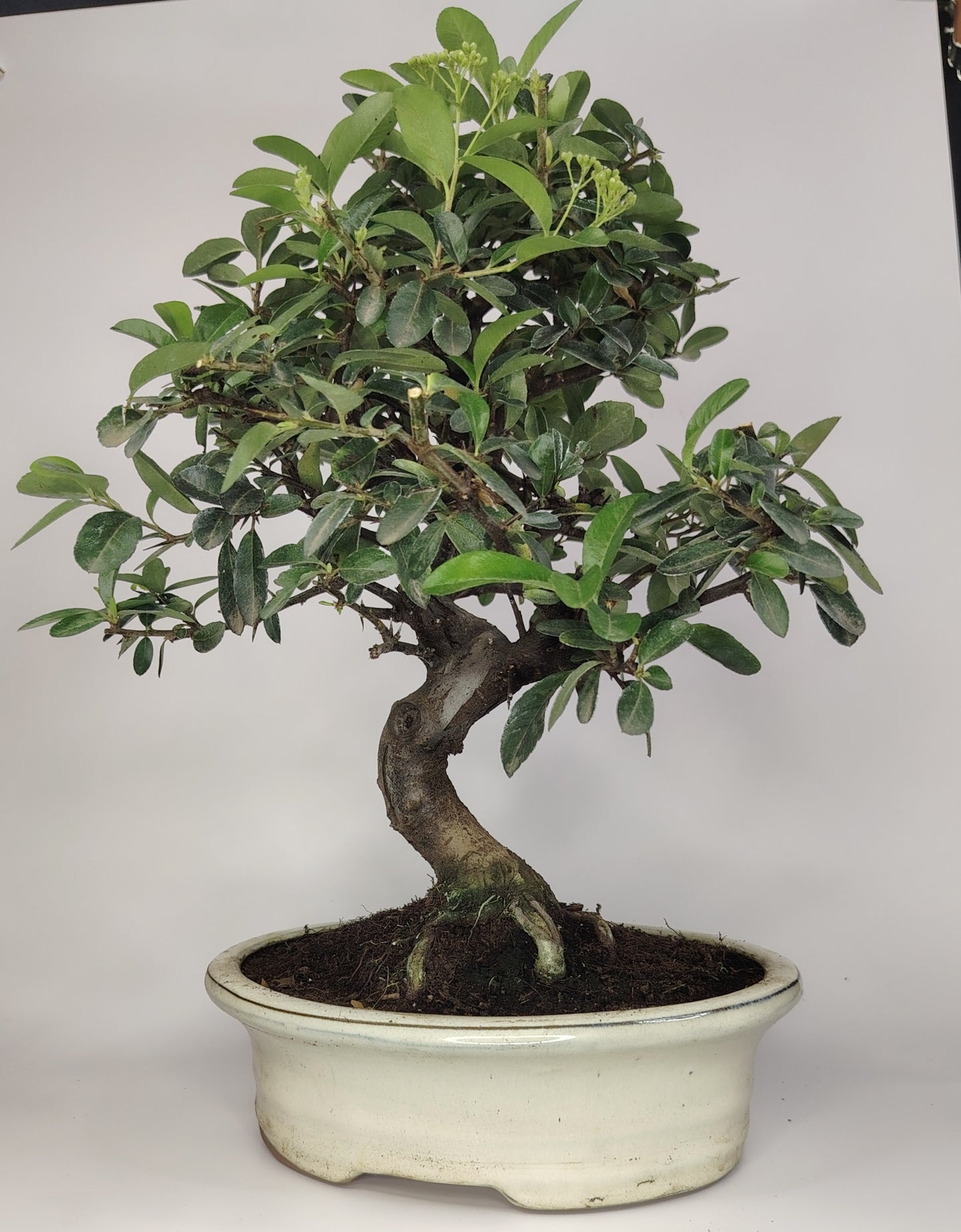 Bonsai Pyracantha coccinea (Hiironoki) 12 anni in vaso Yixing bianco ovale 21 cm - vista frontale
firethorn