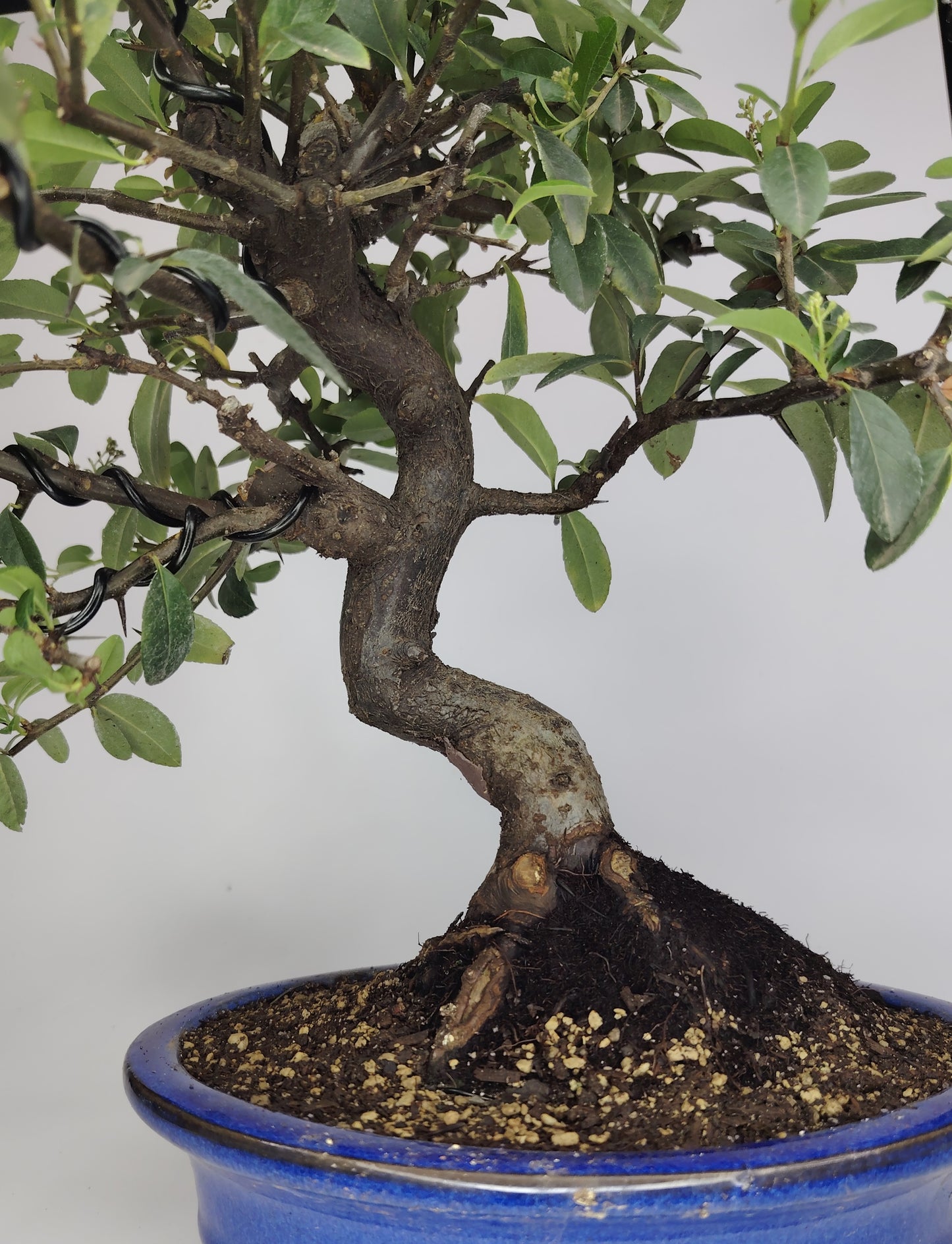 Bonsai Pyracantha coccinea (Hiironoki) 10 anni in vaso Yixing 20,5 cm - vista frontale
Dettaglio tronco Pyracantha coccinea bonsai con bacche rosse - bonsai Hiironoki
Pyracantha bonsai 10 anni altezza 39 cm - profilo laterale in vaso Yixing
Vista dall'alto del bonsai Pyracantha (Hiironoki) - struttura ramificazione
Dettaglio vaso Yixing con piede 8 cm - Pyracantha coccinea bonsai