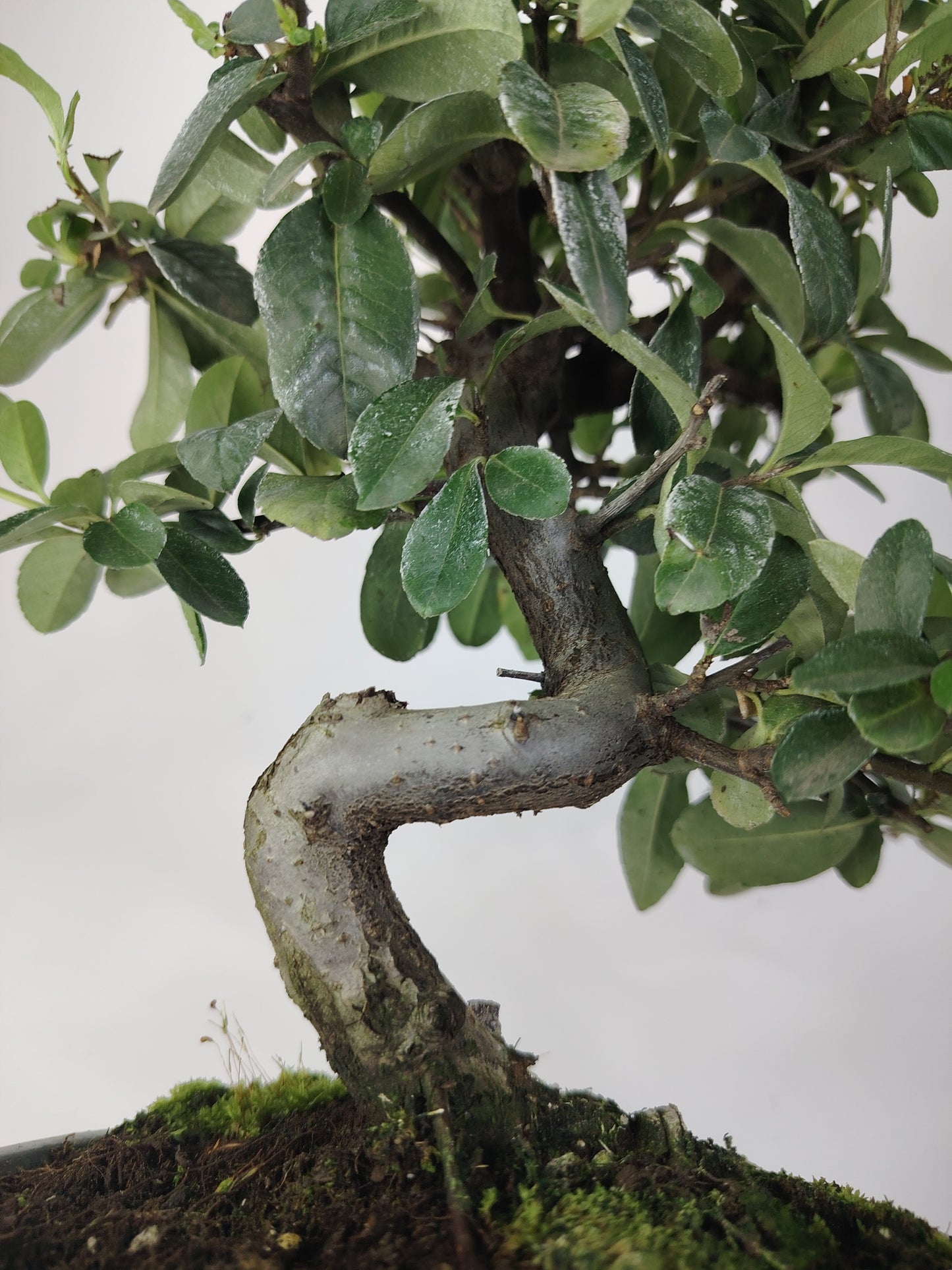 bonsai Bonsai Pyracantha coccinea (Hiironoki) 8 anni in vaso Yixing 16 cm - vista frontale
Nebari 5 cm Pyracantha bonsai - dettaglio radici e tronco
Profilo laterale Pyracantha bonsai 35 cm altezza totale
Vista superiore bonsai Pyracantha 8 anni vaso Yixing
Dettaglio bacche rosse Pyracantha bonsai compatto Hiironoki
