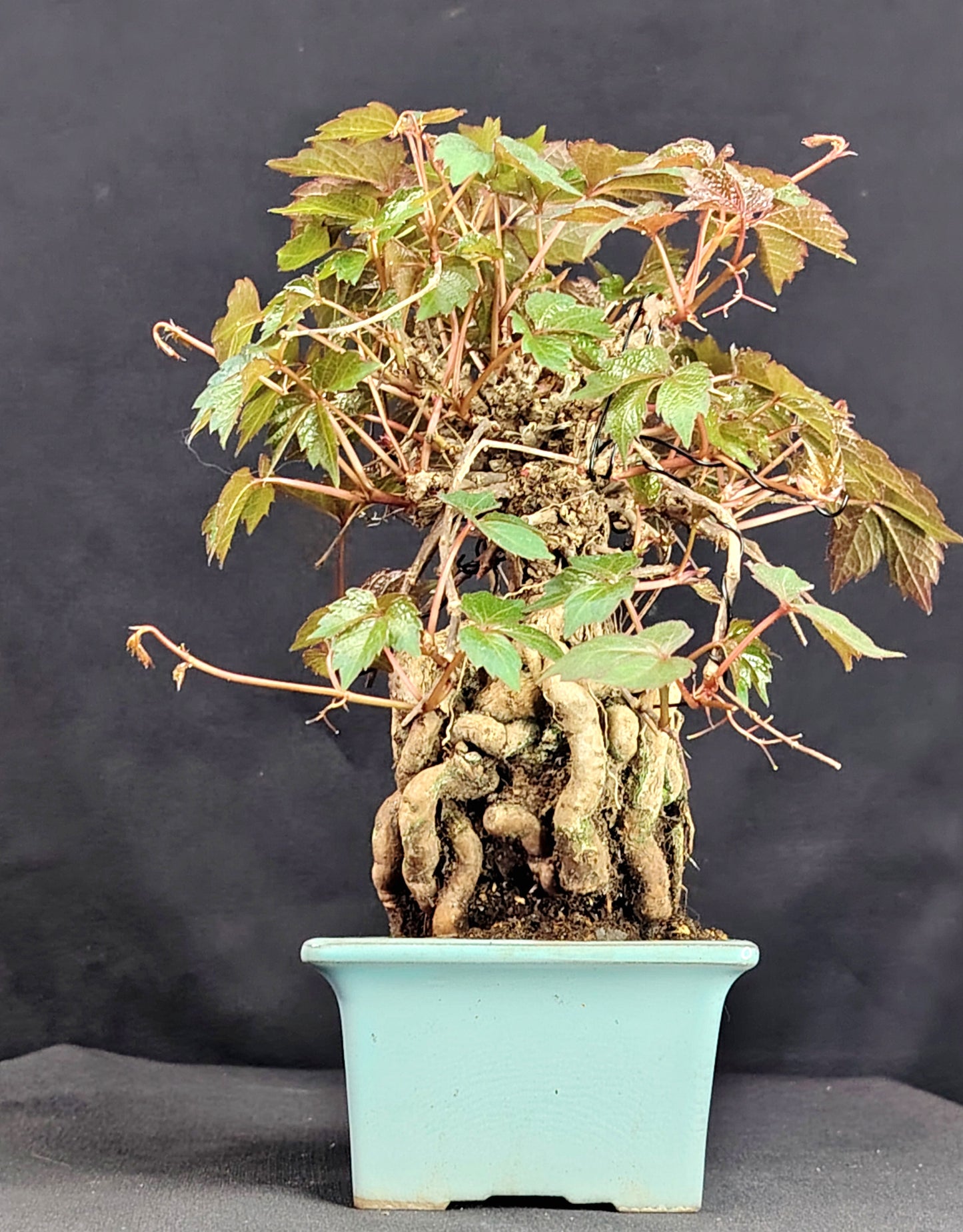 Parthenocyssus tricuspidata SHOHIN Bonsai esemplare unico