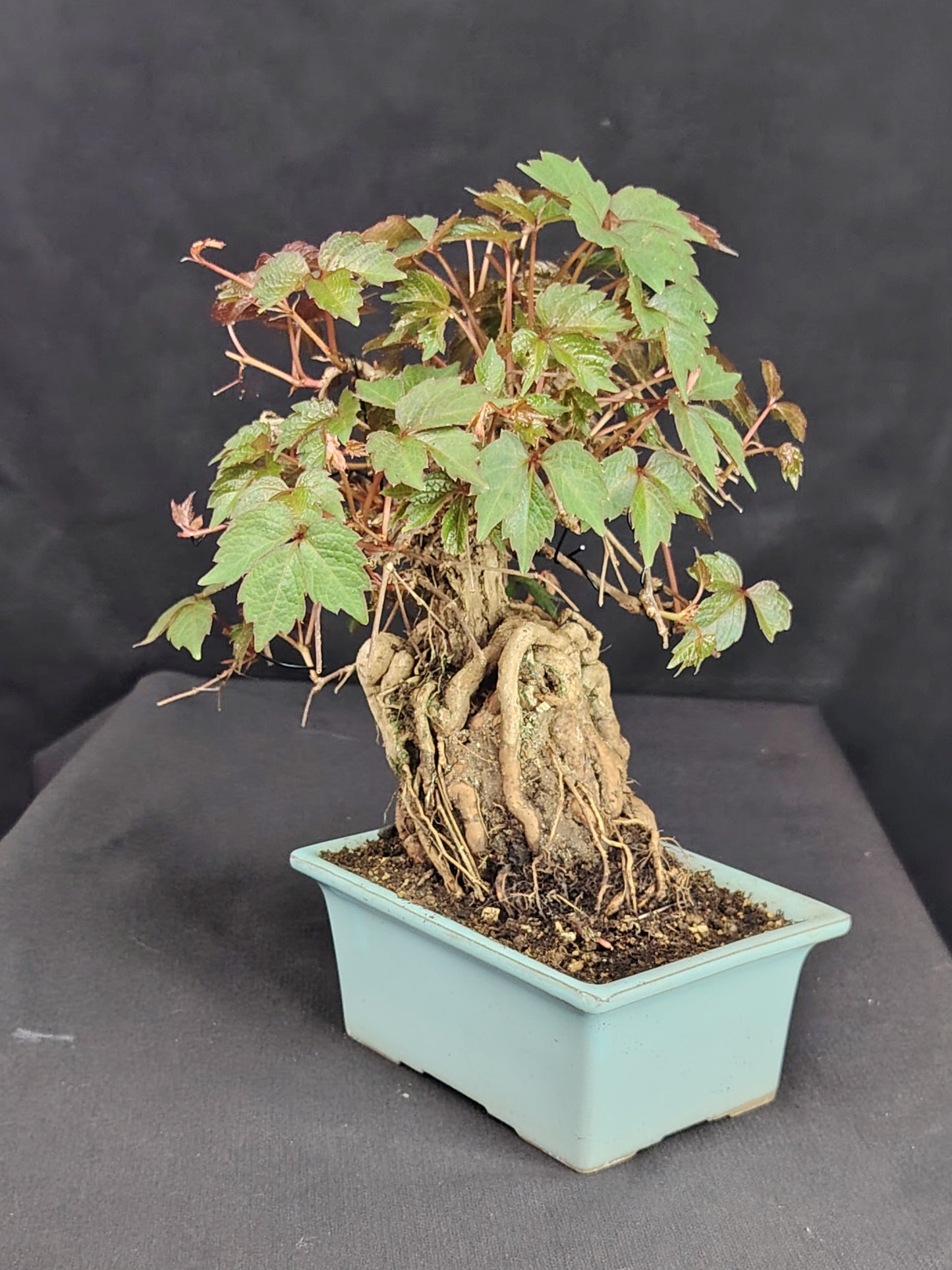 Parthenocyssus tricuspidata SHOHIN Bonsai esemplare unico