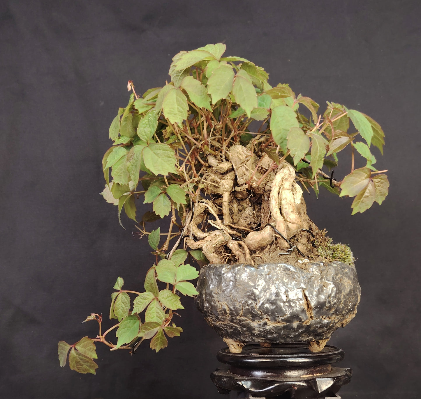 Parthenocissus tricuspidata BONSAI – Shohin di vite giapponese, stile Neagari Han-Kengai