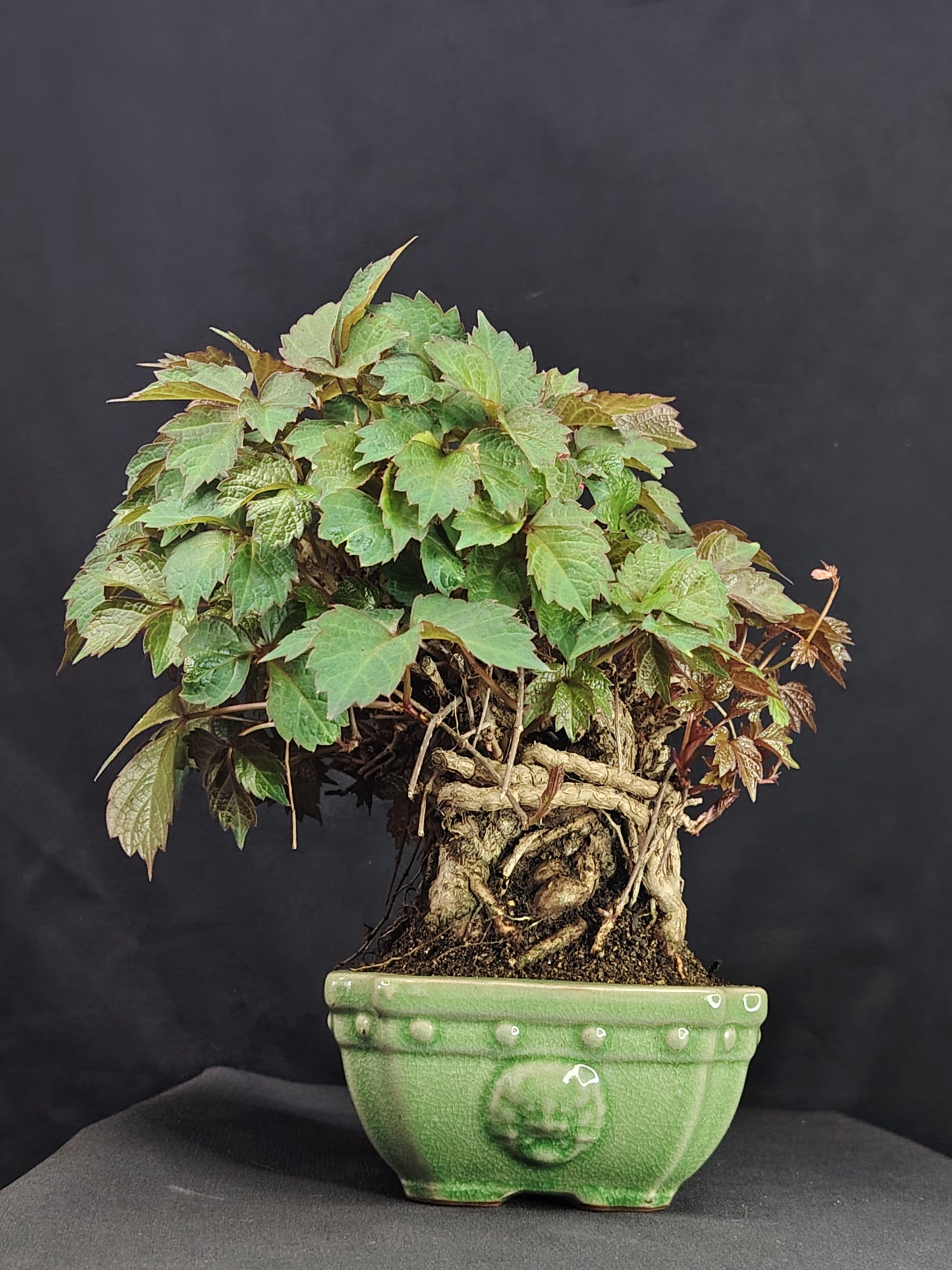 Parthenocyssus tricuspidata - pezzo unico- SHOHIN bonsai