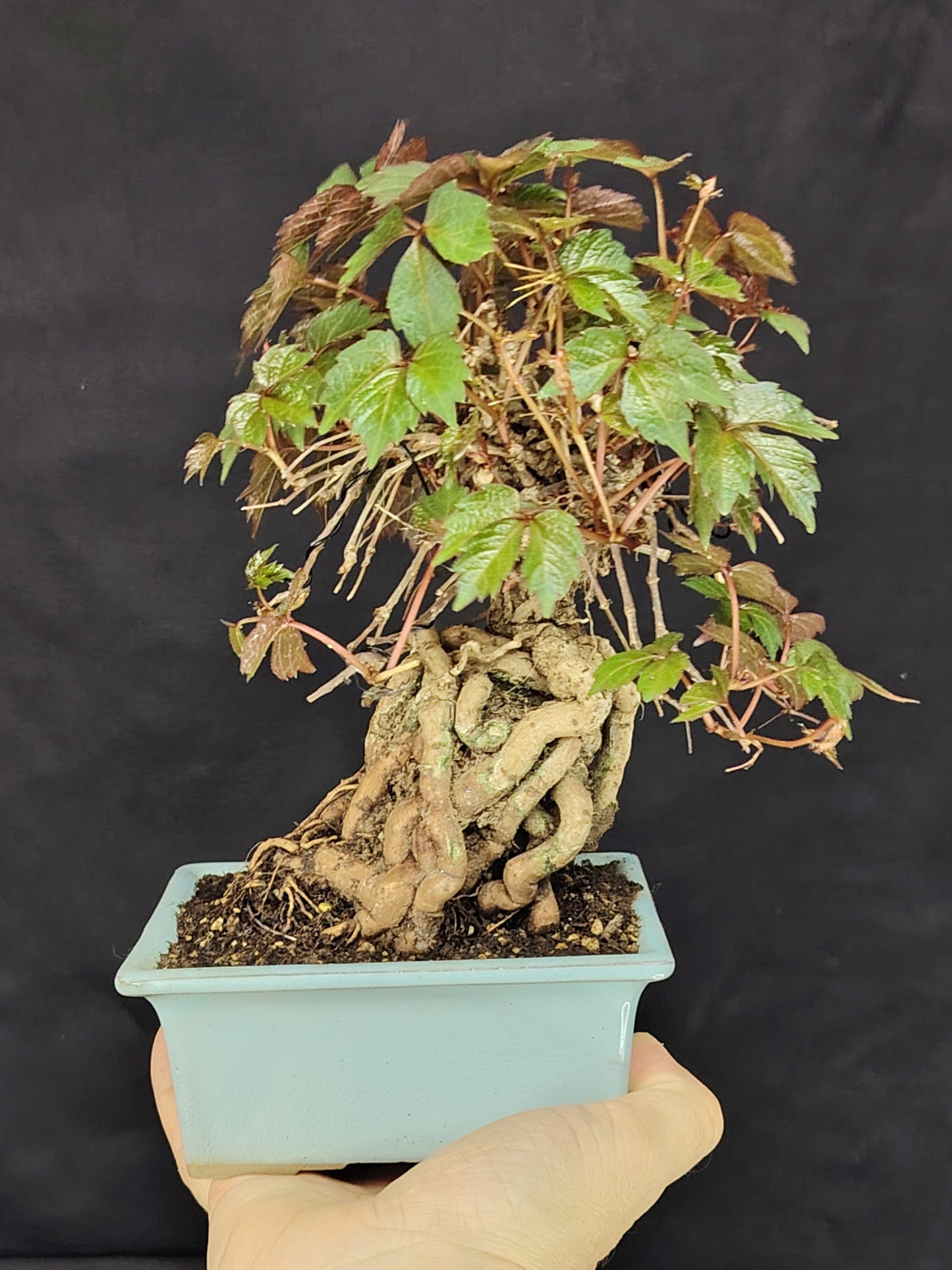 Parthenocyssus tricuspidata SHOHIN Bonsai esemplare unico