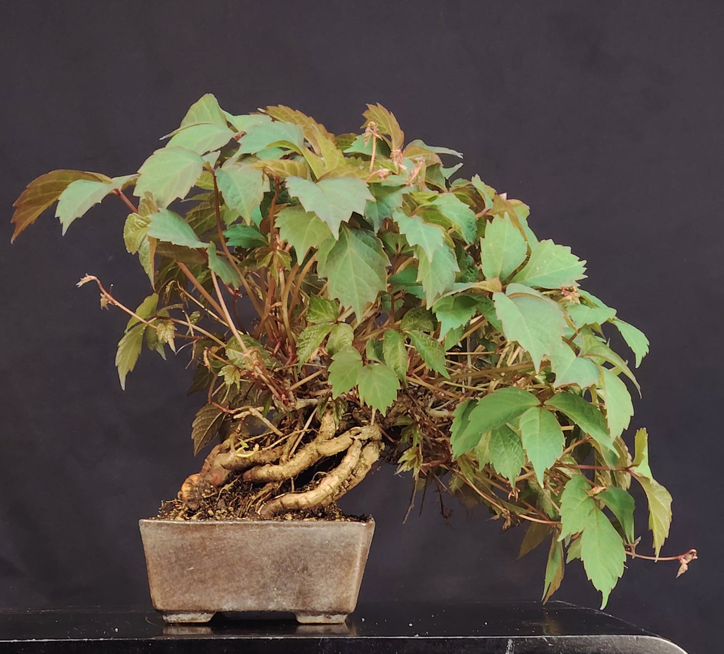 Edera Giapponese. Parthenocyssus T. pezzo unico- Bonsai