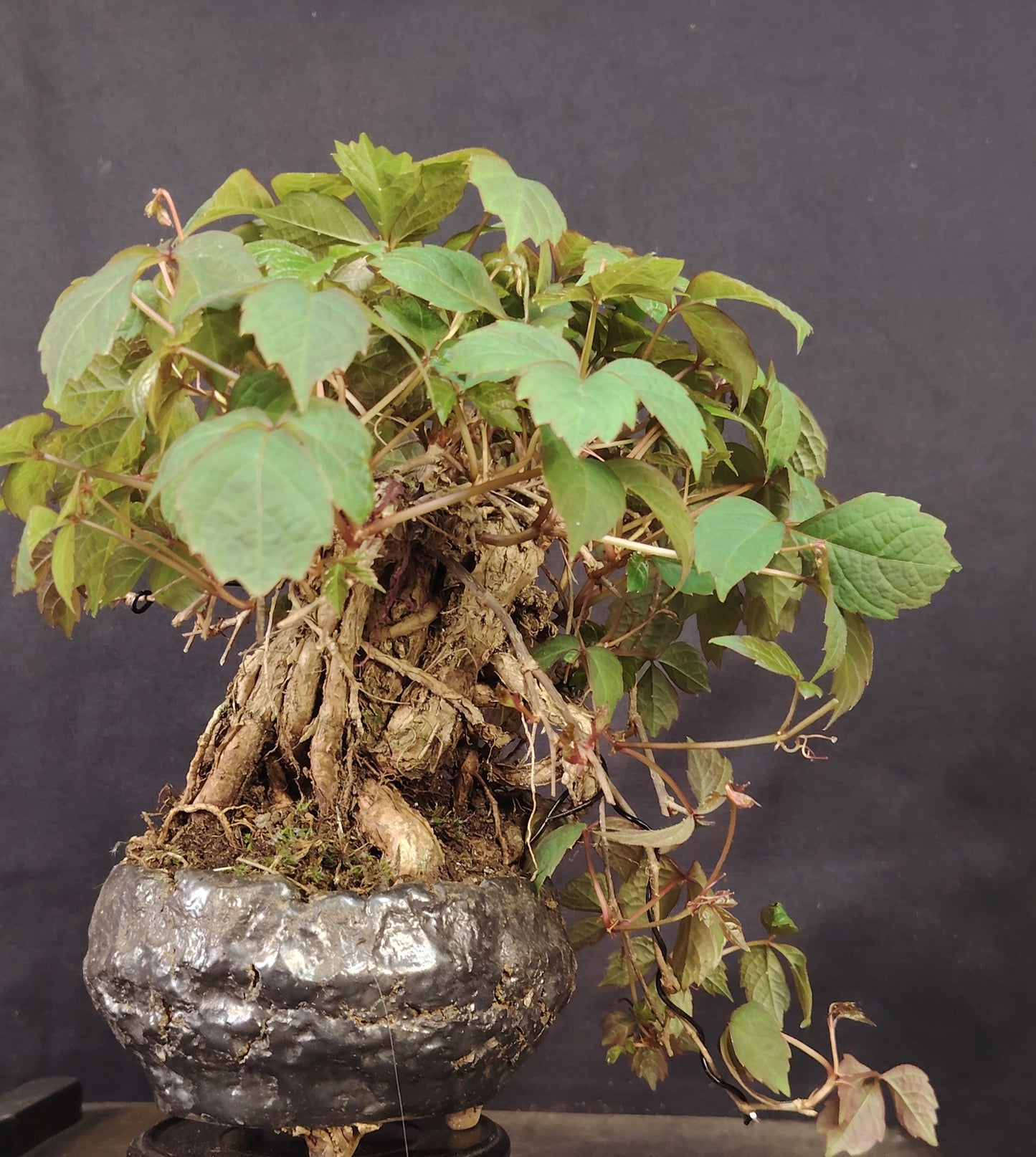 Parthenocissus tricuspidata BONSAI – Shohin di vite giapponese, stile Neagari Han-Kengai
