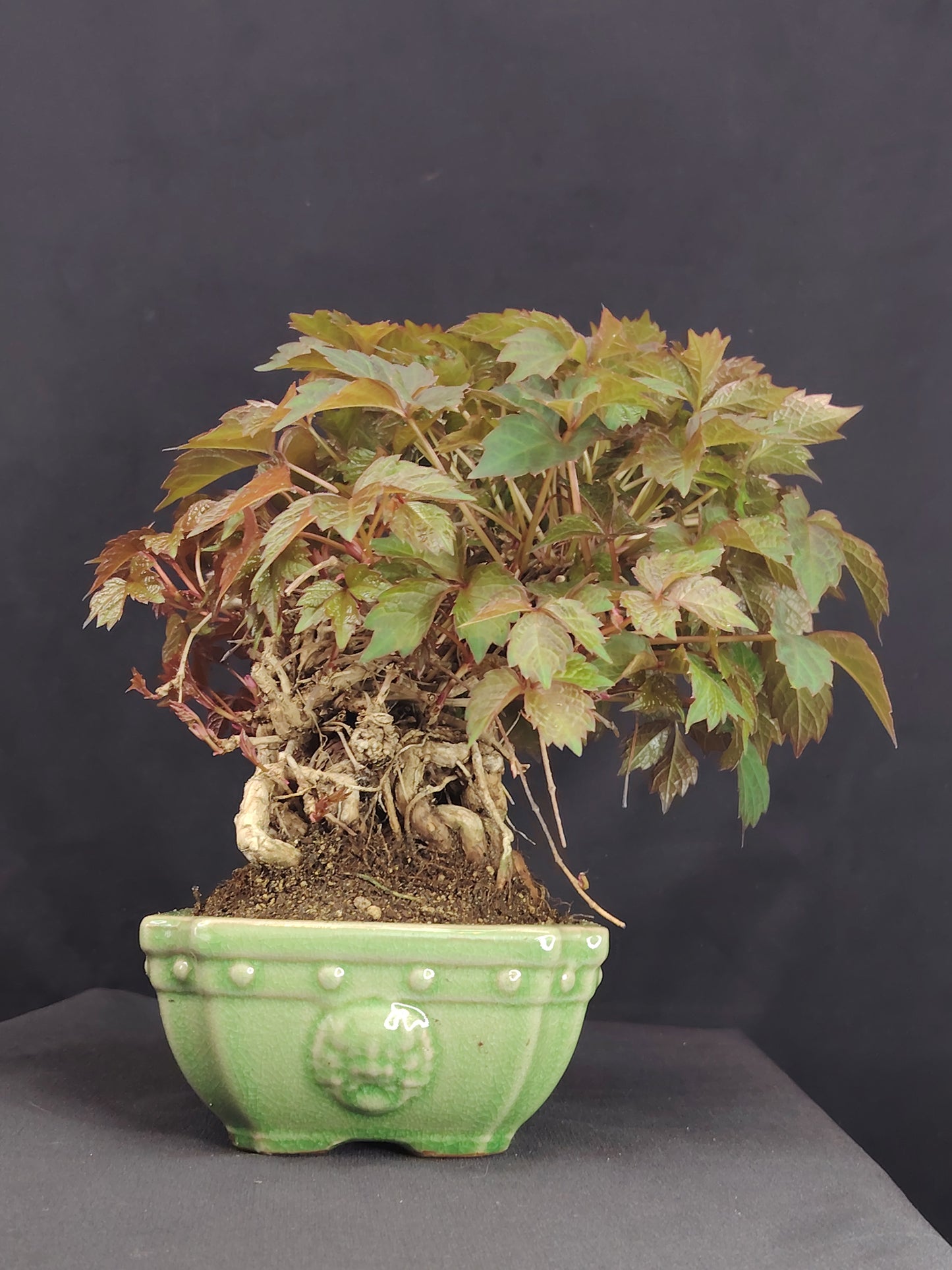 Parthenocyssus tricuspidata - pezzo unico- SHOHIN bonsai