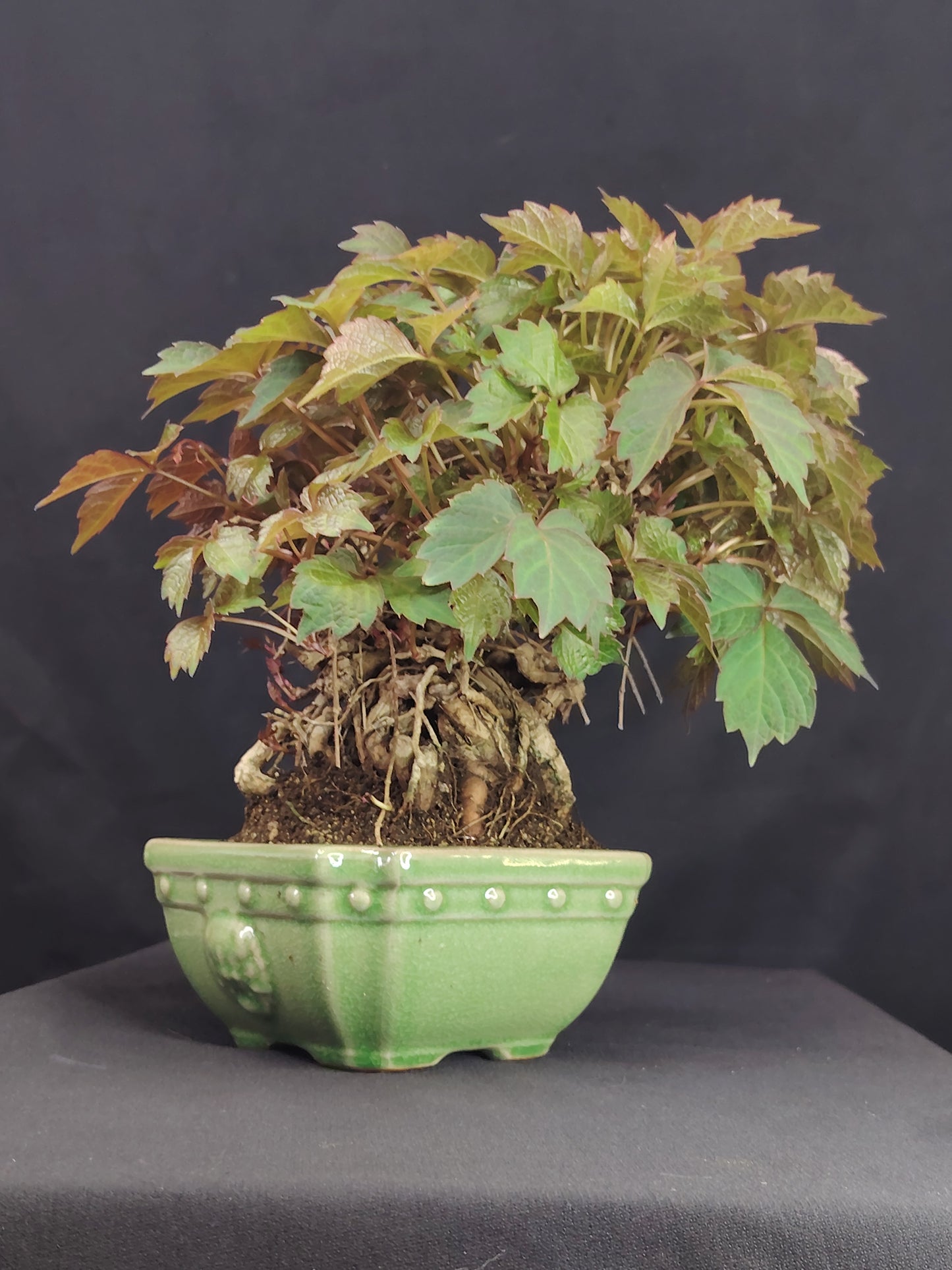 Parthenocyssus tricuspidata - pezzo unico- SHOHIN bonsai