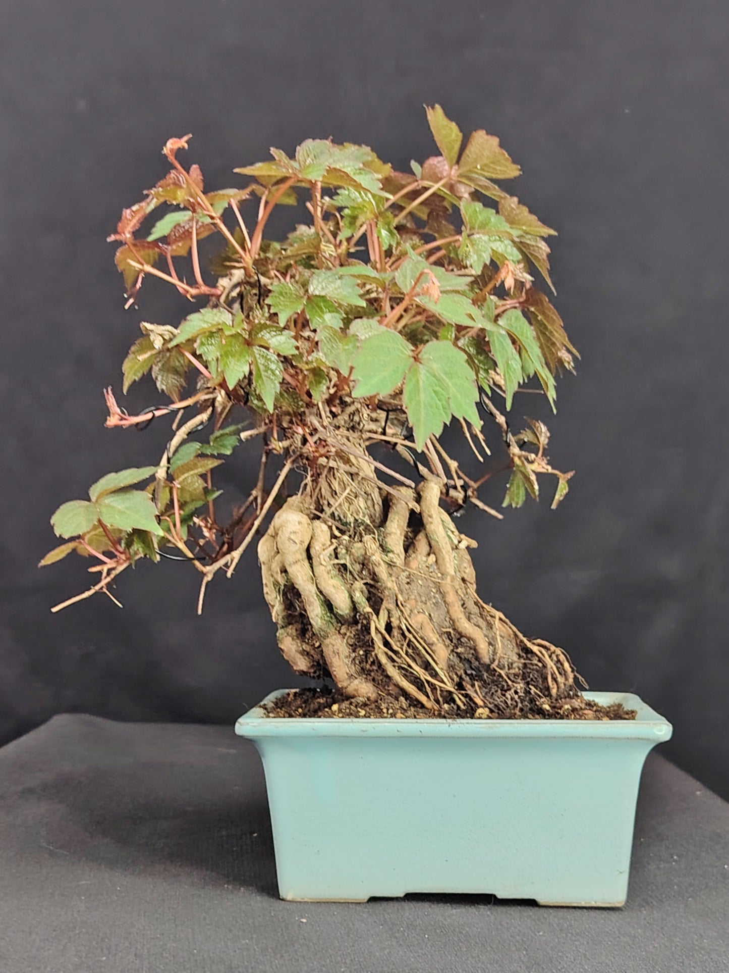 Parthenocyssus tricuspidata SHOHIN Bonsai esemplare unico