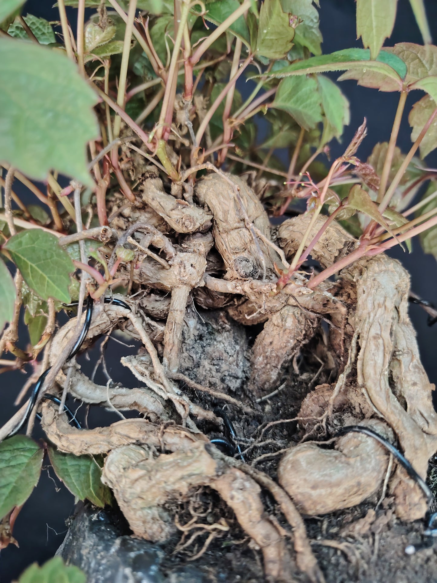 Parthenocissus tricuspidata BONSAI – Shohin di vite giapponese, stile Neagari Han-Kengai