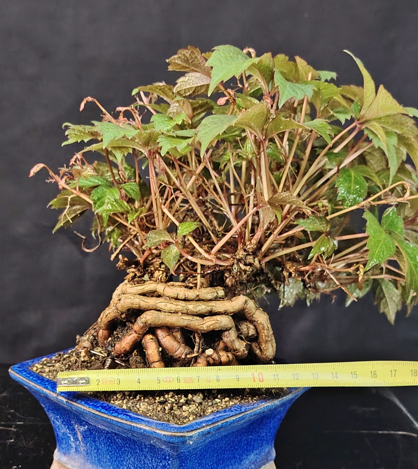 Bonsai di Parthenocyssus tricuspidata SHOHIN pezzo unico