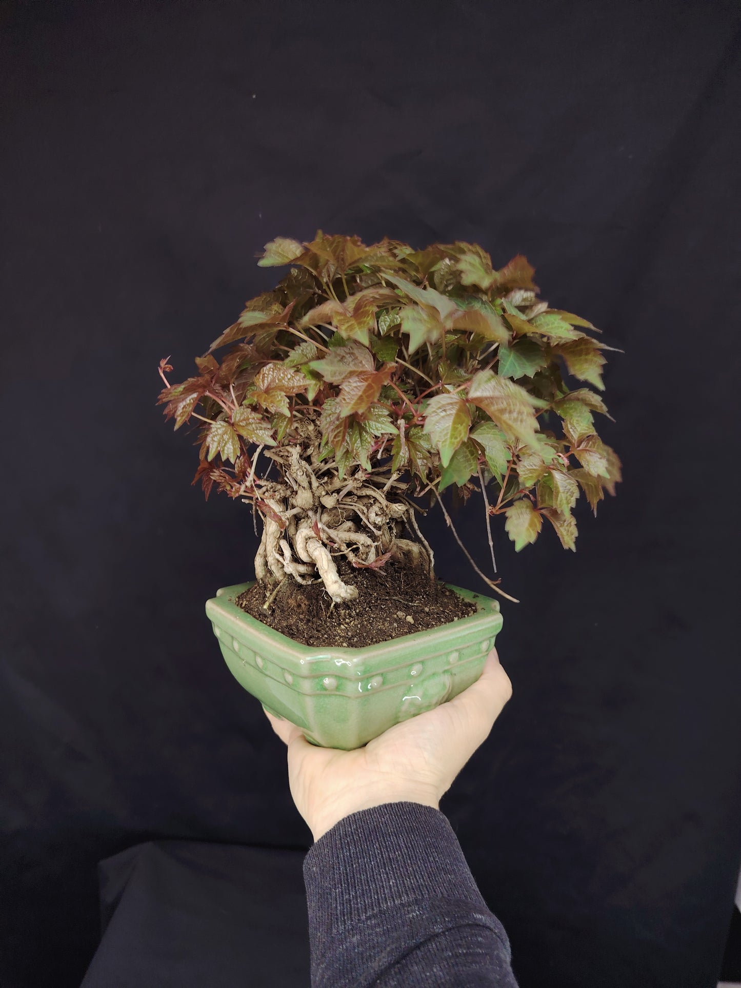 Parthenocyssus tricuspidata - pezzo unico- SHOHIN bonsai