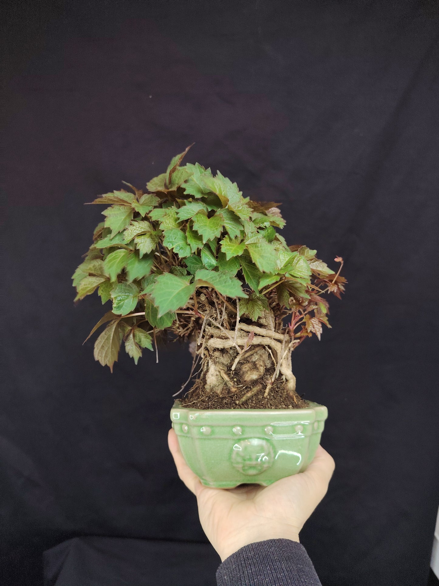 Parthenocyssus tricuspidata - pezzo unico- SHOHIN bonsai