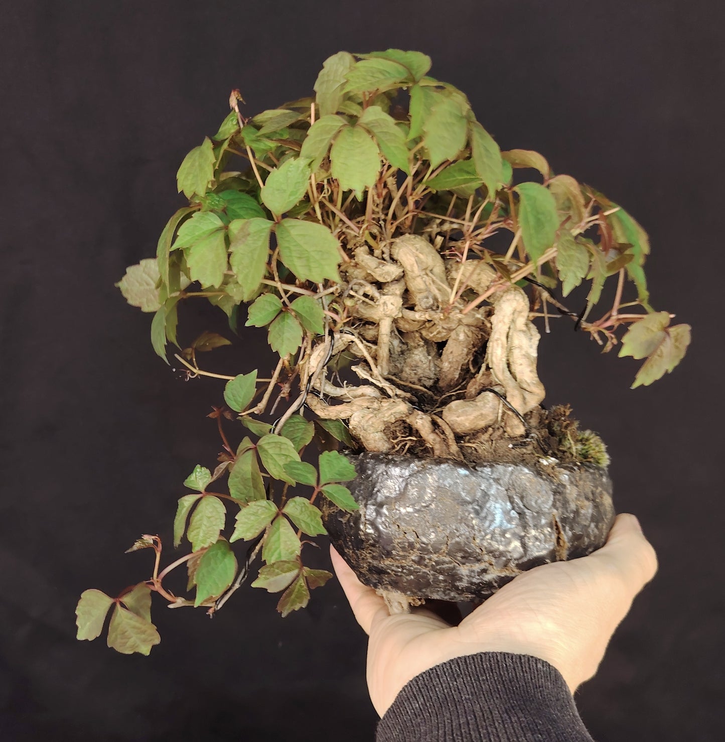 Parthenocissus tricuspidata BONSAI – Shohin di vite giapponese, stile Neagari Han-Kengai