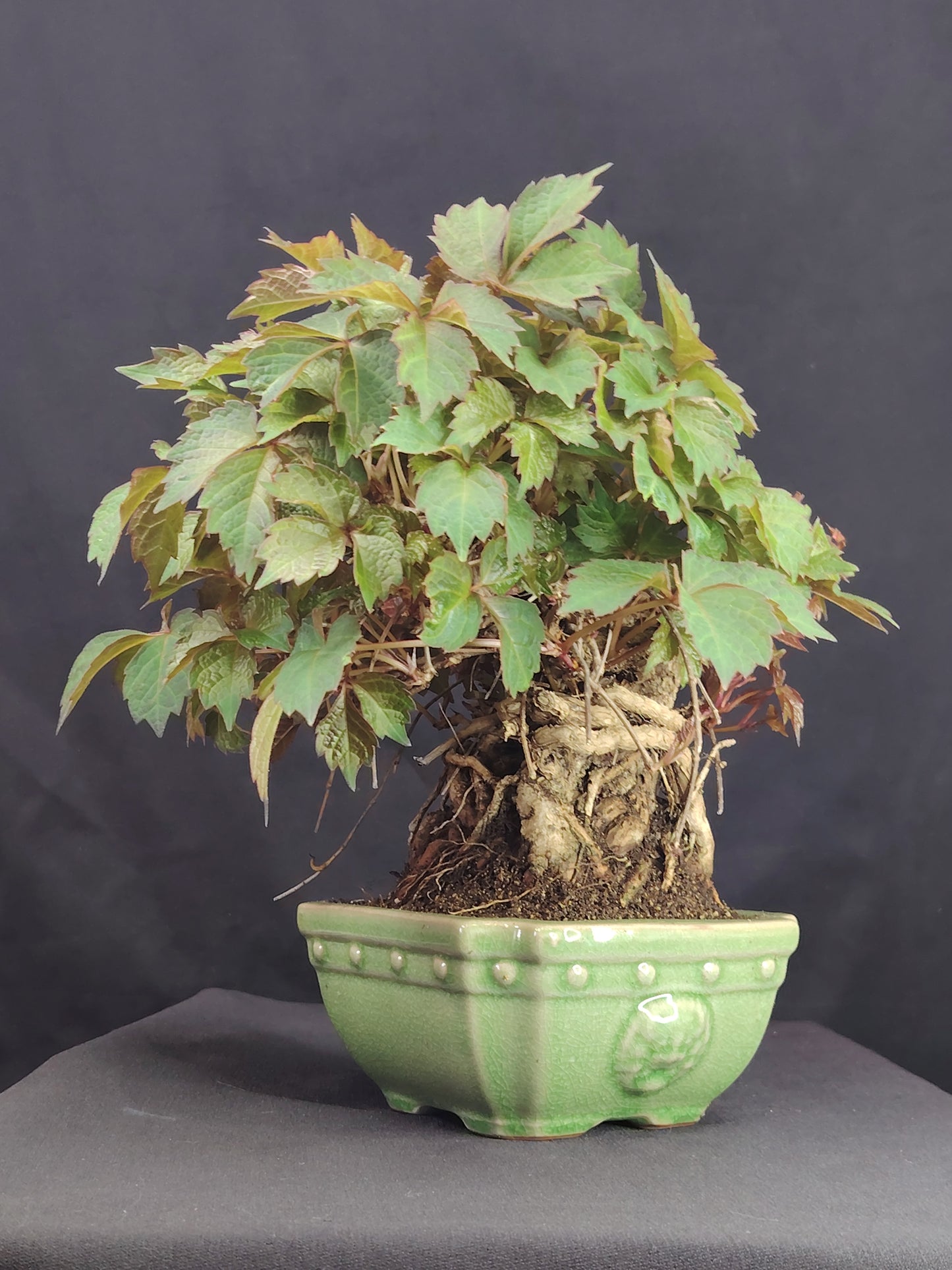 Parthenocyssus tricuspidata - pezzo unico- SHOHIN bonsai