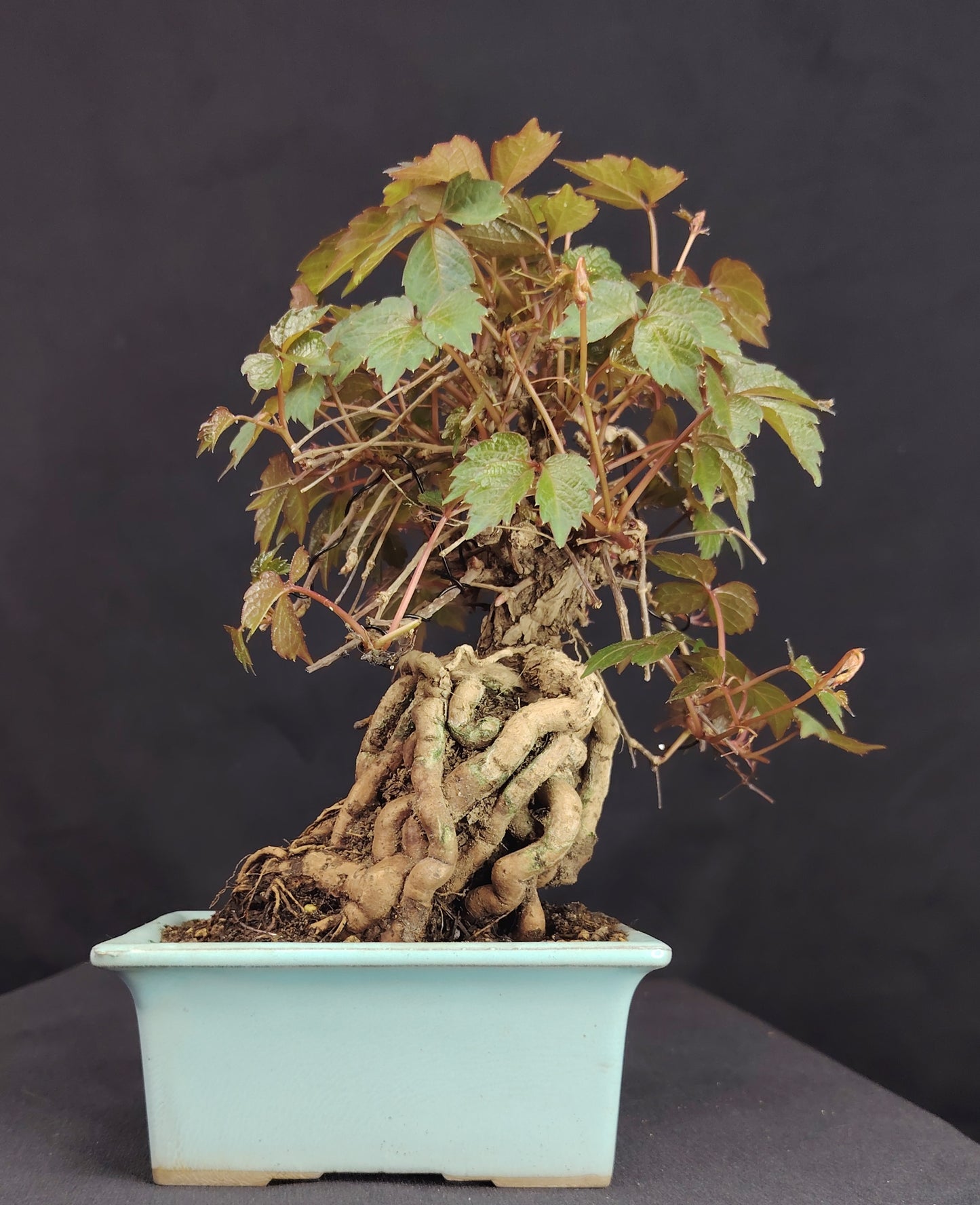 Parthenocyssus tricuspidata SHOHIN Bonsai esemplare unico