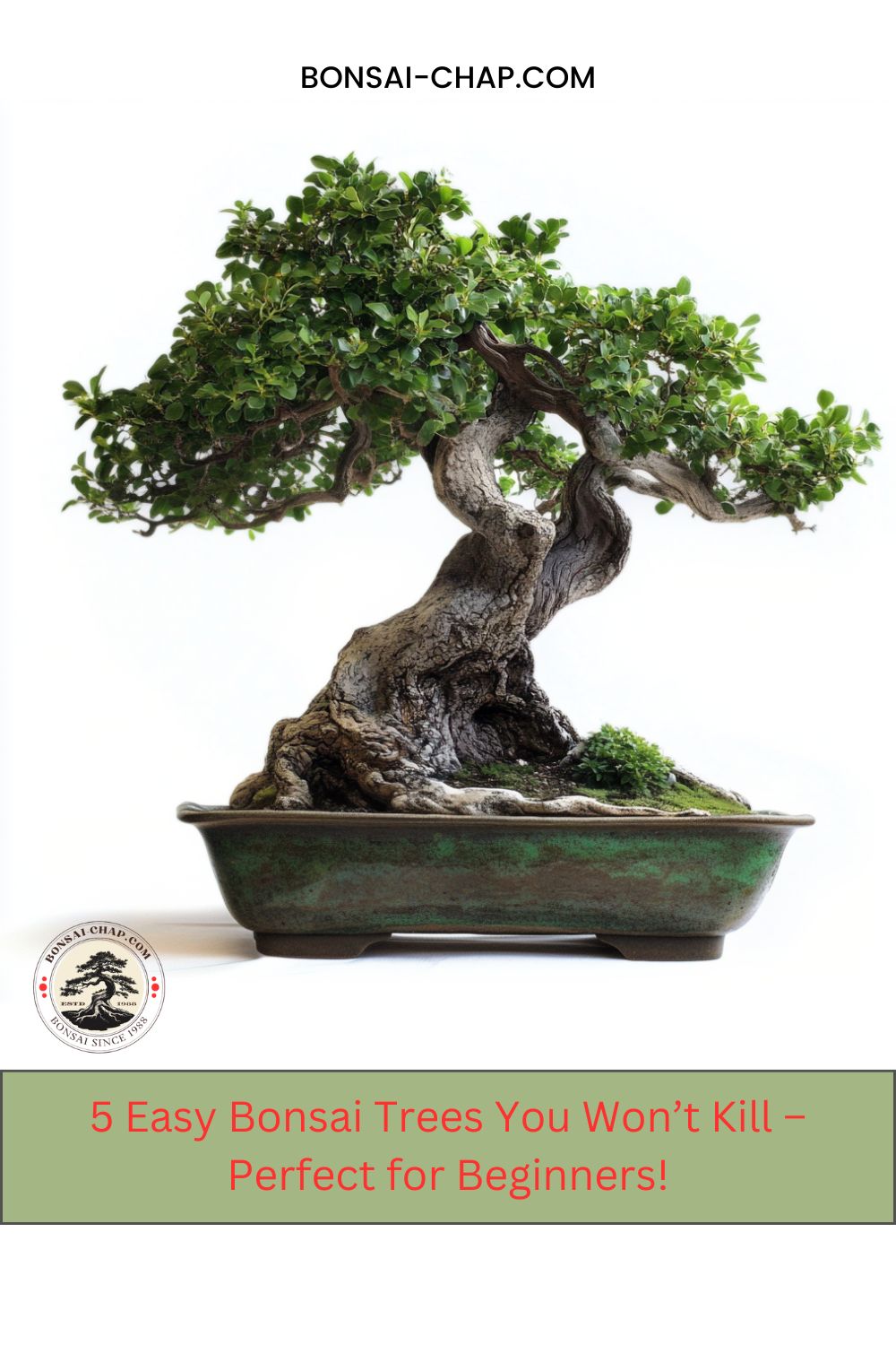 The 5 Most Resilient Bonsai Trees for Beginners in 2025