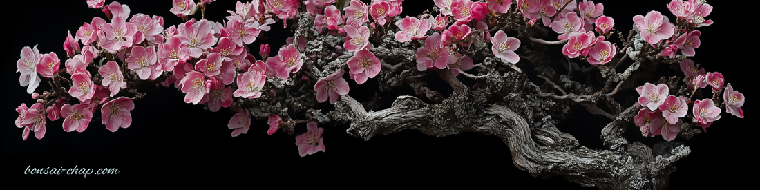 🪴 Bonsai di Melo (Malus): Cura, Potatura e Rinvaso del Kaido Giapponese