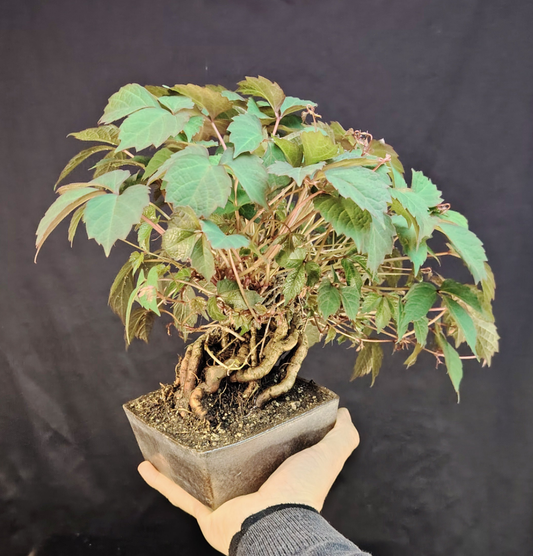 Edera Giapponese. Parthenocyssus T. pezzo unico- Bonsai
