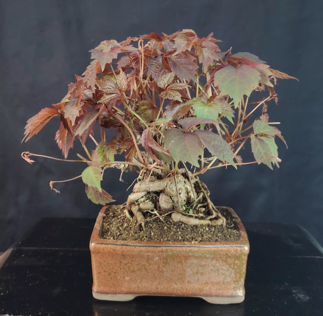 Bonsai di Vite Giapponese Parthenocyssus - pezzo unico- SHOHIN bonsai