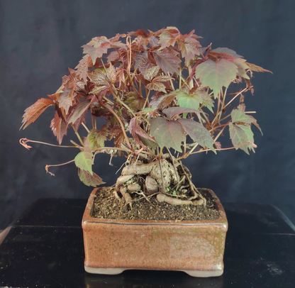 Bonsai di Vite Giapponese Parthenocyssus - pezzo unico- SHOHIN bonsai