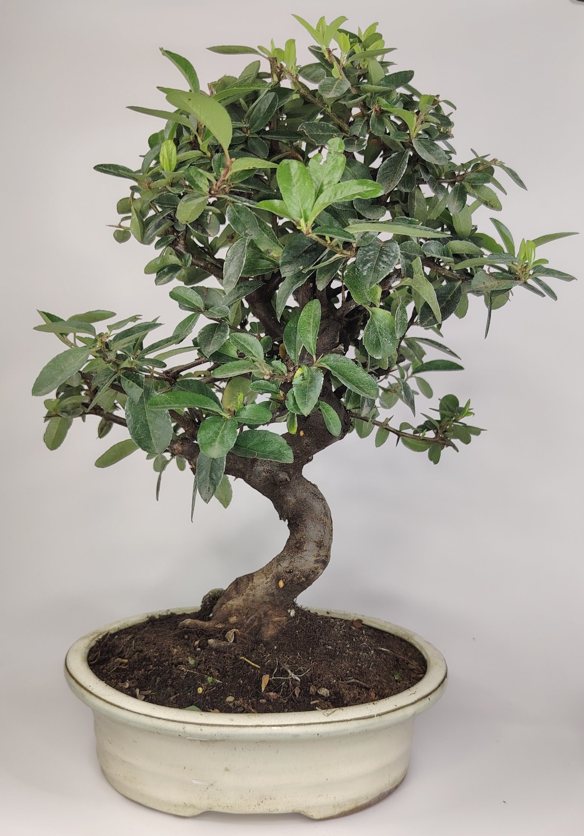 Bonsai Pyracantha coccinea (Hiironoki) 12 anni in vaso Yixing bianco ovale 21 cm - vista frontale
Nebari 8 cm Pyracantha bonsai - dettaglio radici e tronco
Pyracantha coccinea bonsai altezza 40 cm - profilo laterale
Vista superiore Pyracantha bonsai 12 anni vaso bianco Yixing
Dettaglio vaso ovale Yixing bianco con bonsai Pyracantha coccinea
bonsai bonsaitree