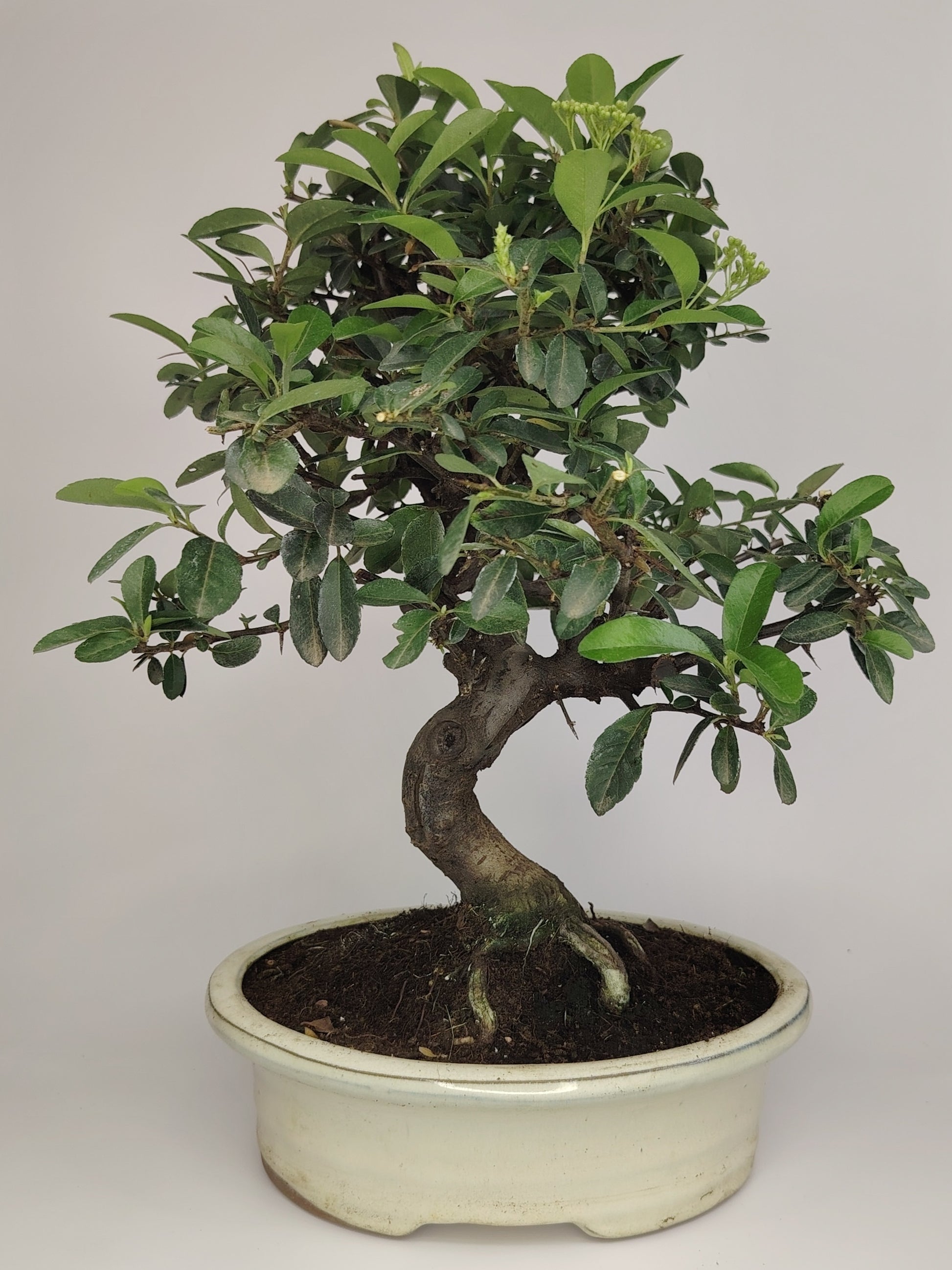 Bonsai Pyracantha coccinea (Hiironoki) 12 anni in vaso Yixing bianco ovale 21 cm - vista frontale
Nebari 8 cm Pyracantha bonsai