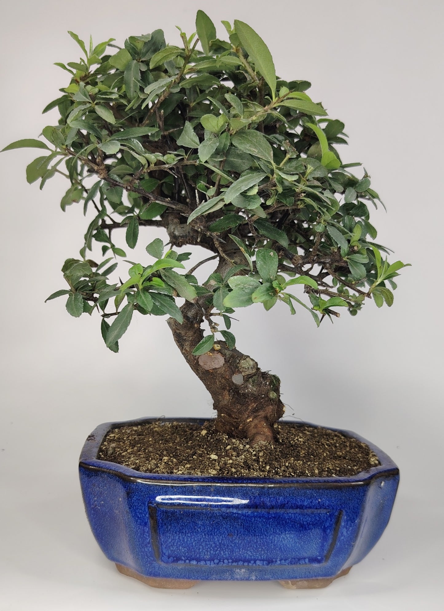 Bonsai Pyracantha coccinea (Hiironoki) 9 anni in vaso Yixing 18 cm - vista frontale
Nebari e tronco Pyracantha coccinea bonsai - vaso Yixing 18 cm
Vista laterale bonsai Pyracantha 32 cm - bonsai compatto
Dettaglio bacche rosse Pyracantha bonsai Hiironoki
Vaso Yixing 18 cm con piede 6,5 cm - Pyracantha bonsai
