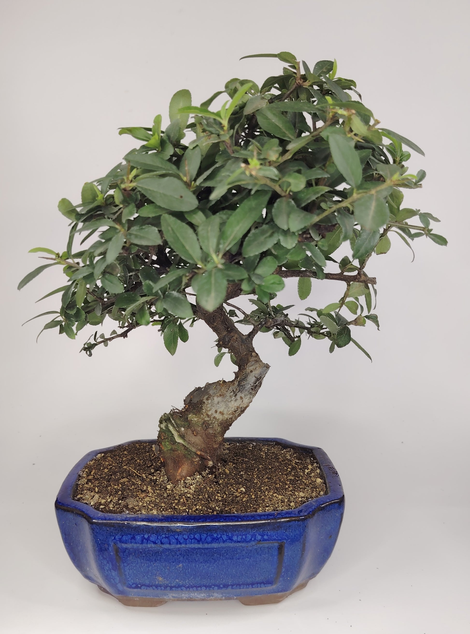 Bonsai Pyracantha coccinea (Hiironoki) 9 anni in vaso Yixing 18 cm - vista frontale
Nebari e tronco Pyracantha coccinea bonsai - vaso Yixing 18 cm
Vista laterale bonsai Pyracantha 32 cm - bonsai compatto
Dettaglio bacche rosse Pyracantha bonsai Hiironoki
Vaso Yixing 18 cm con piede 6,5 cm - Pyracantha bonsai
bonsai hironoki
