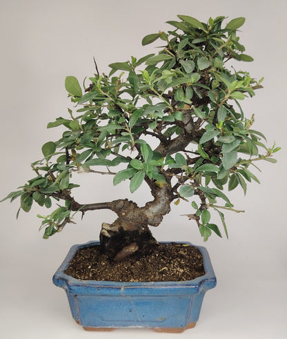 bonsai di Bonsai Pyracantha coccinea (Hiironoki) 13 anni in vaso Yixing 18 cm - vista frontale
Nebari 8 cm Pyracantha bonsai - radici a vista vaso Yixing
Profilo laterale bonsai Pyracantha 36 cm - vaso 18 cm
Dettaglio bacche Pyracantha coccinea bonsai - Hiironoki bonsai
Vista dall'alto bonsai Pyracantha 13 anni - ramificazione compatta
