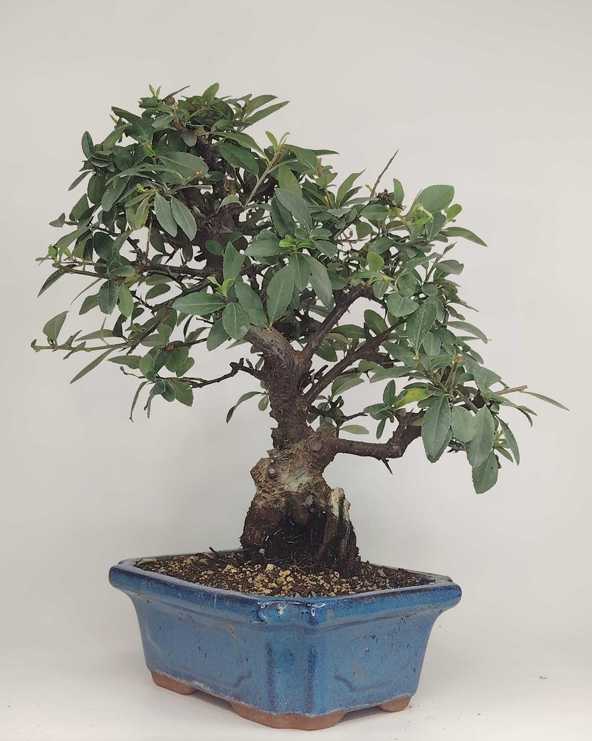 Bonsai Pyracantha coccinea (Hiironoki) 13 anni in vaso Yixing 18 cm - vista frontale
Nebari 8 cm Pyracantha bonsai - radici a vista vaso Yixing
Profilo laterale bonsai Pyracantha 36 cm - vaso 18 cm
Dettaglio bacche Pyracantha coccinea bonsai - Hiironoki bonsai
Vista dall'alto bonsai Pyracantha 13 anni - ramificazione compatta
bonsai pyracanta
